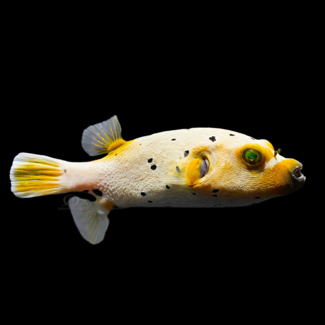 Dogface Puffer Fish Reef Lounge USA