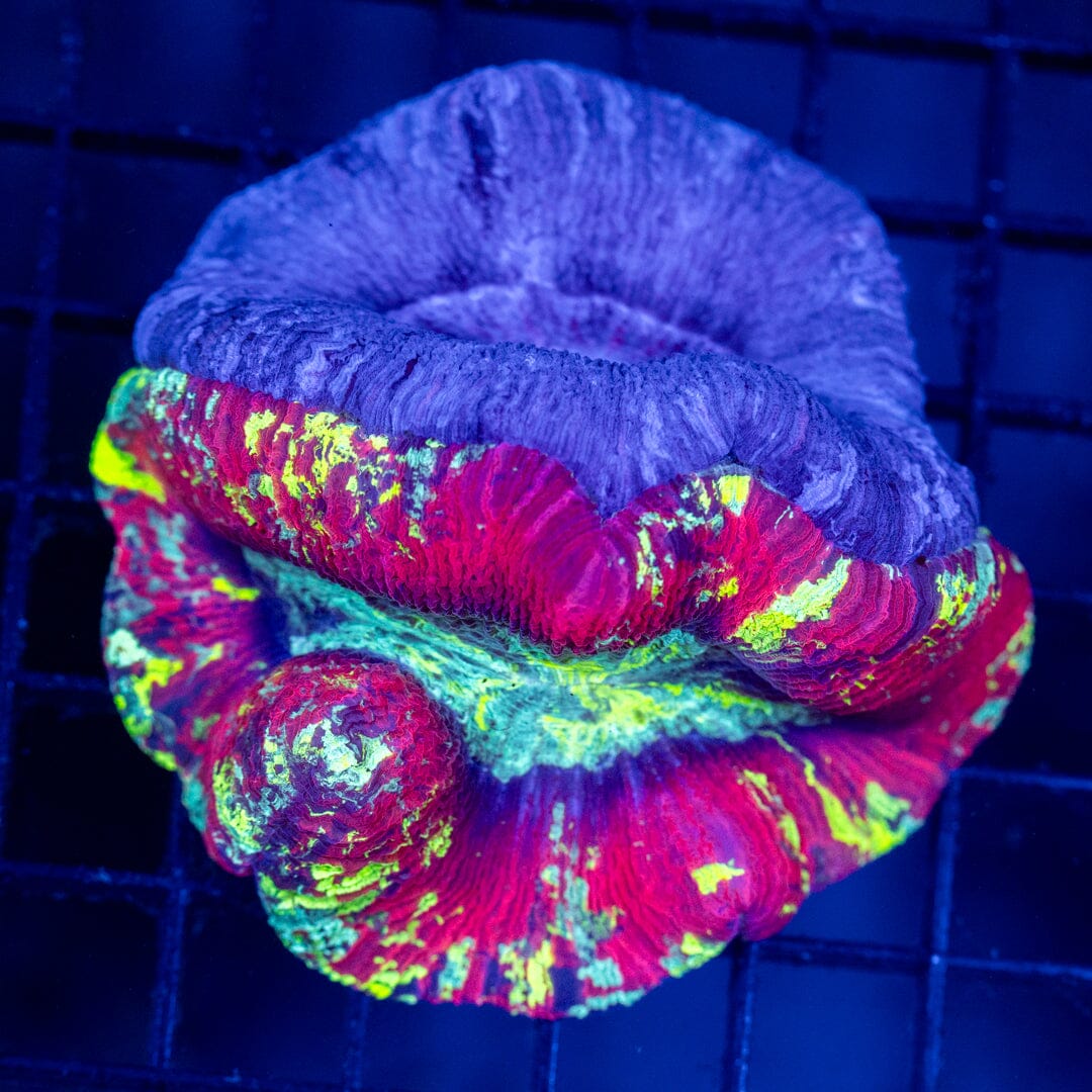 Double Brain Coral 12C - WYSIWYG Reef Lounge Norco