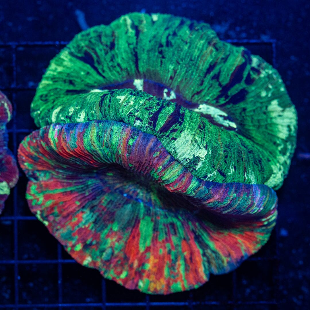 Double Brain Coral 24C - WYSIWYG Reef Lounge Norco