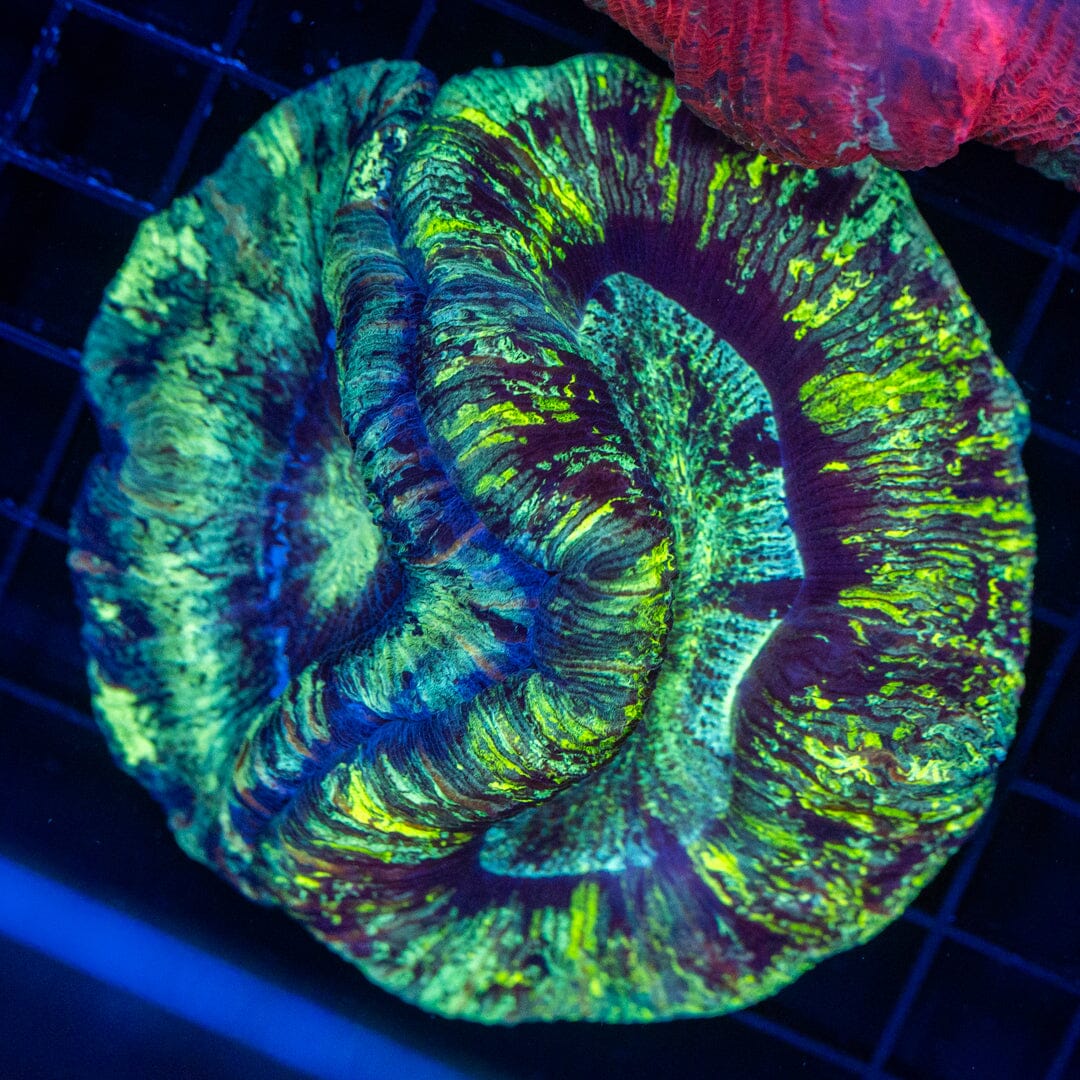 Double Brain Coral 29C - WYSIWYG Reef Lounge Norco