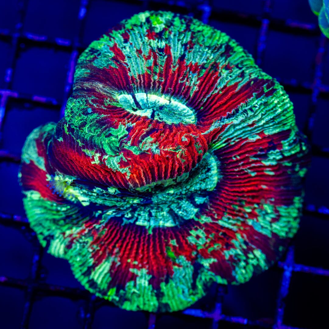 Double Mouth Brain Coral - WYSIWYG LPS Coral Reef Lounge USA