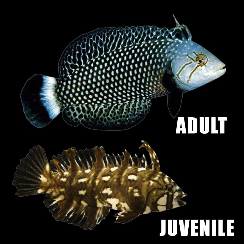 Dragon Wrasse Fish Reef Lounge USA