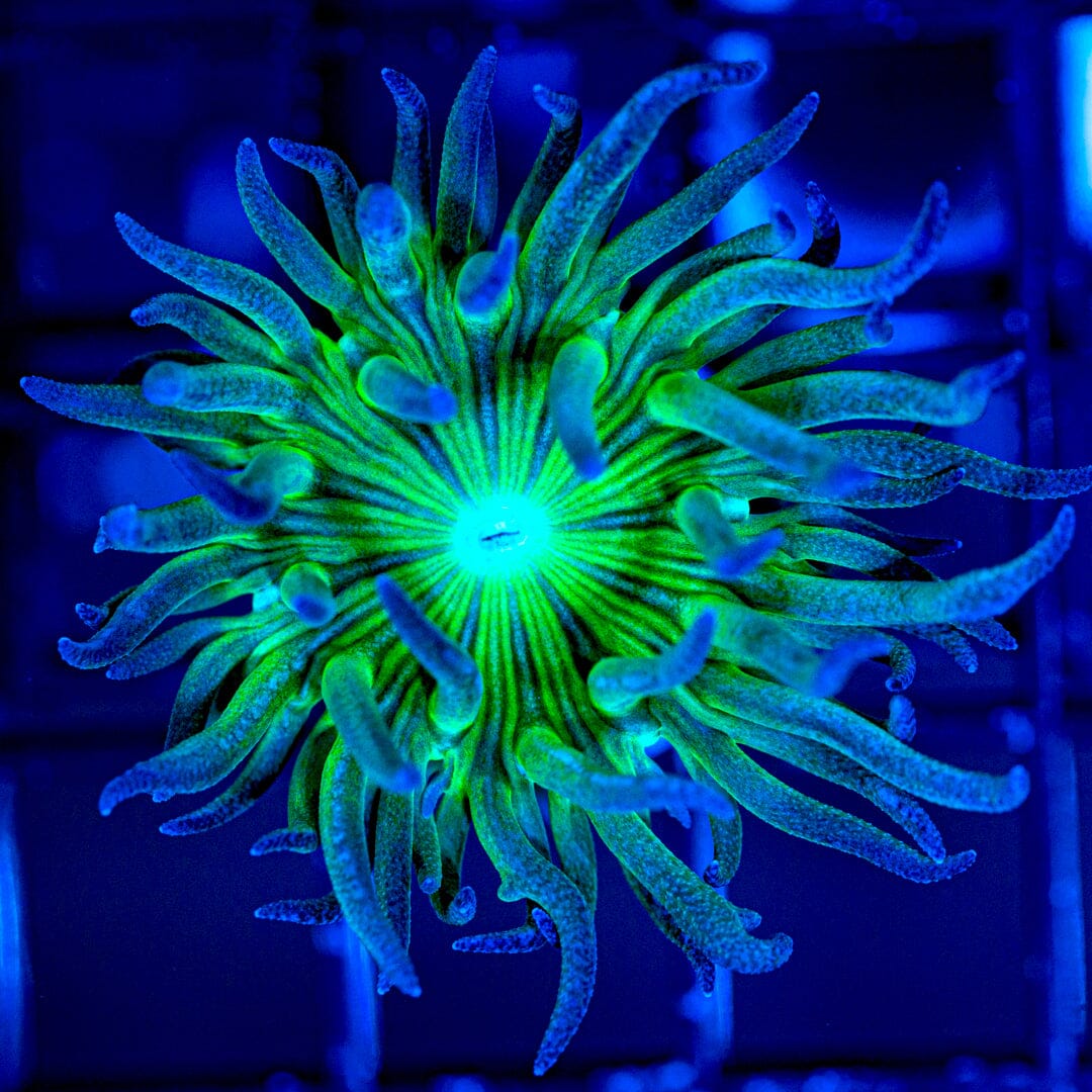 Duncan Coral Reef Lounge Coral