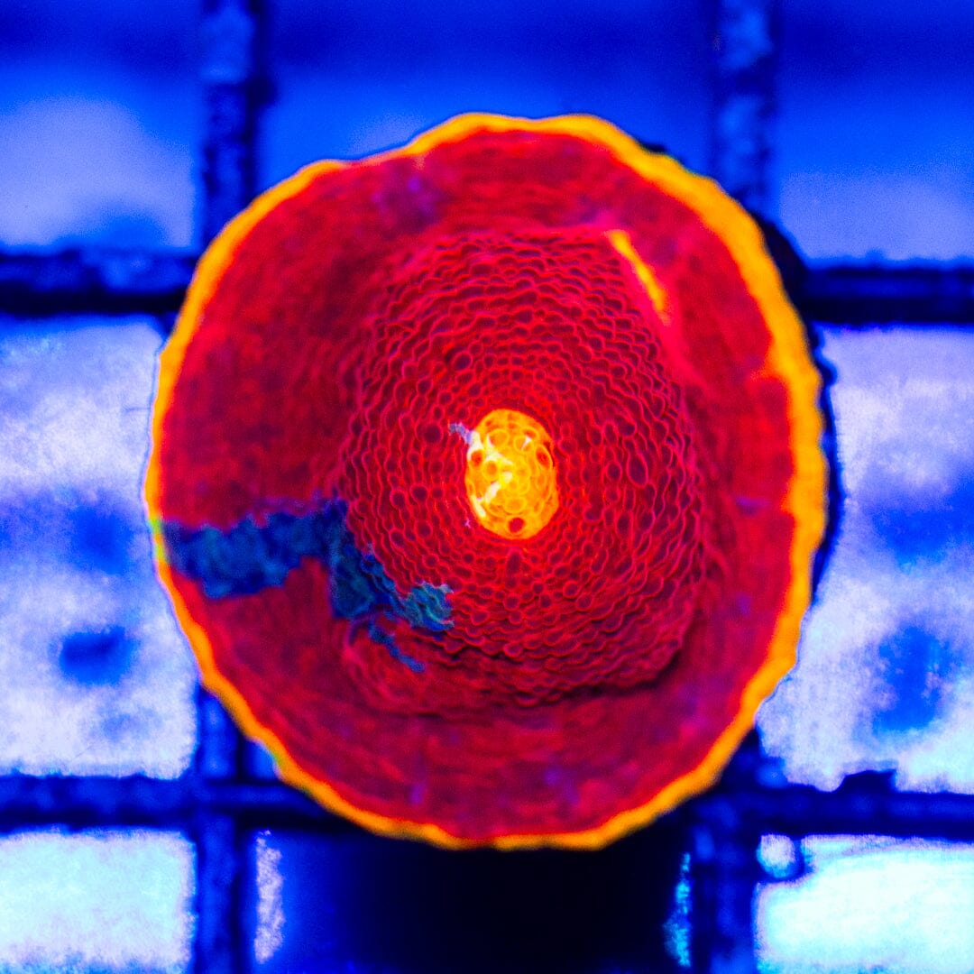 Dynamite Rainbow Chalice 2B - WYSIWYG LPS Coral Reef Lounge USA