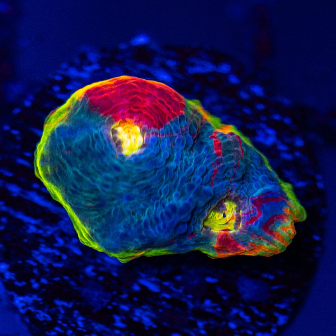Dynamite Rainbow Chalice Frag 1C - WYSIWYG Reef Lounge Norco