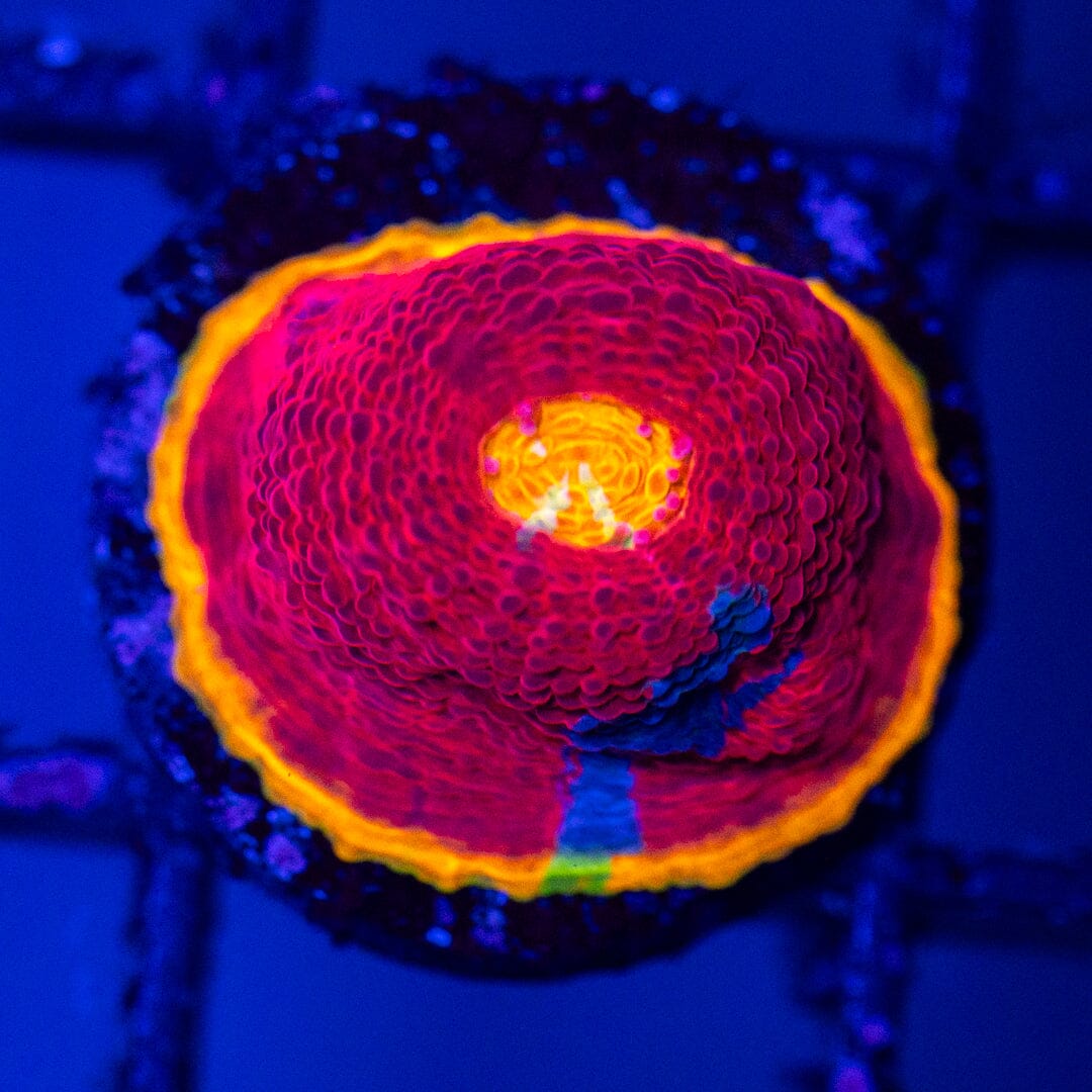 Dynamite Rainbow Chalice Frag 2C - WYSIWYG Reef Lounge Norco