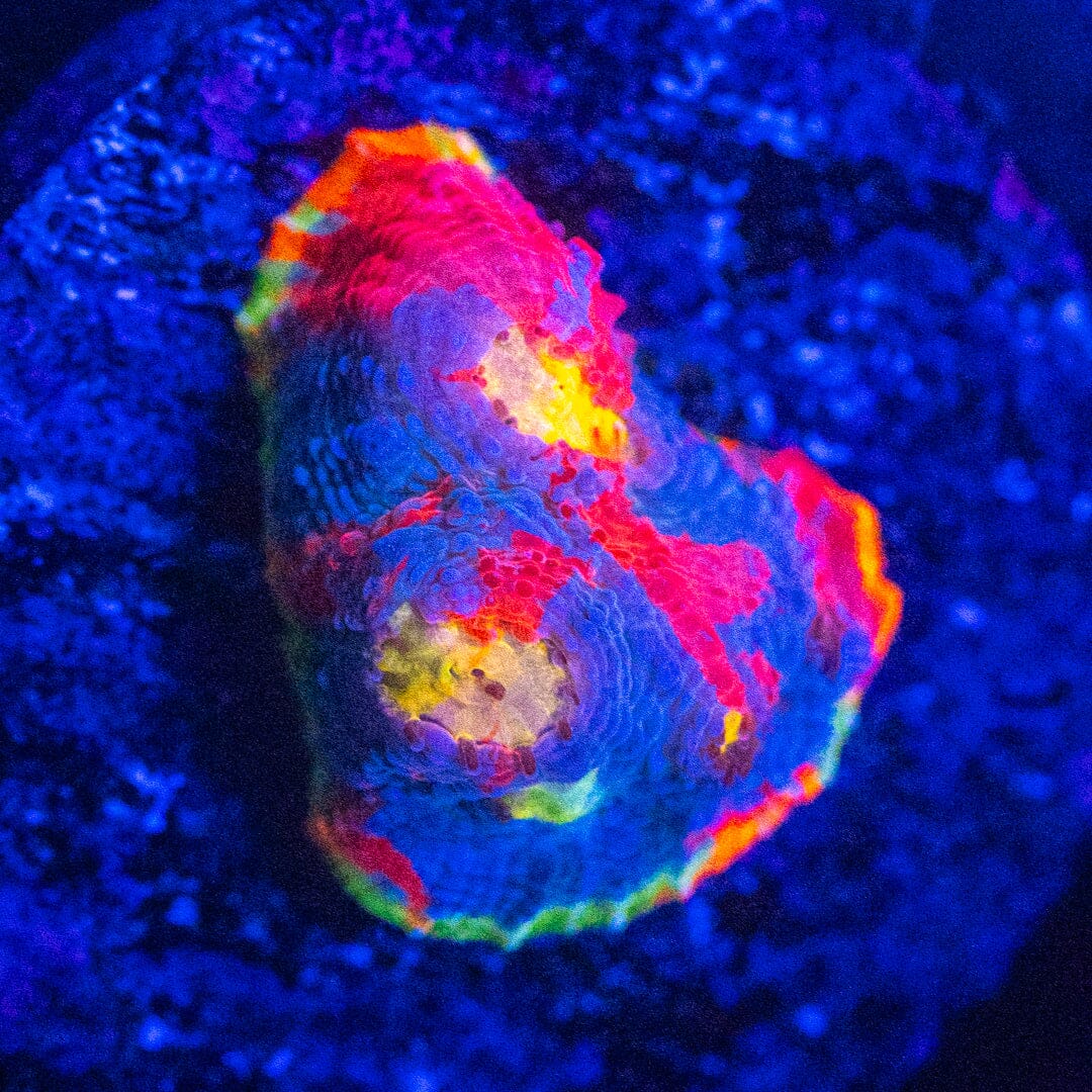 Dynamite Rainbow Chalice - WYSIWYG Reef Lounge Norco