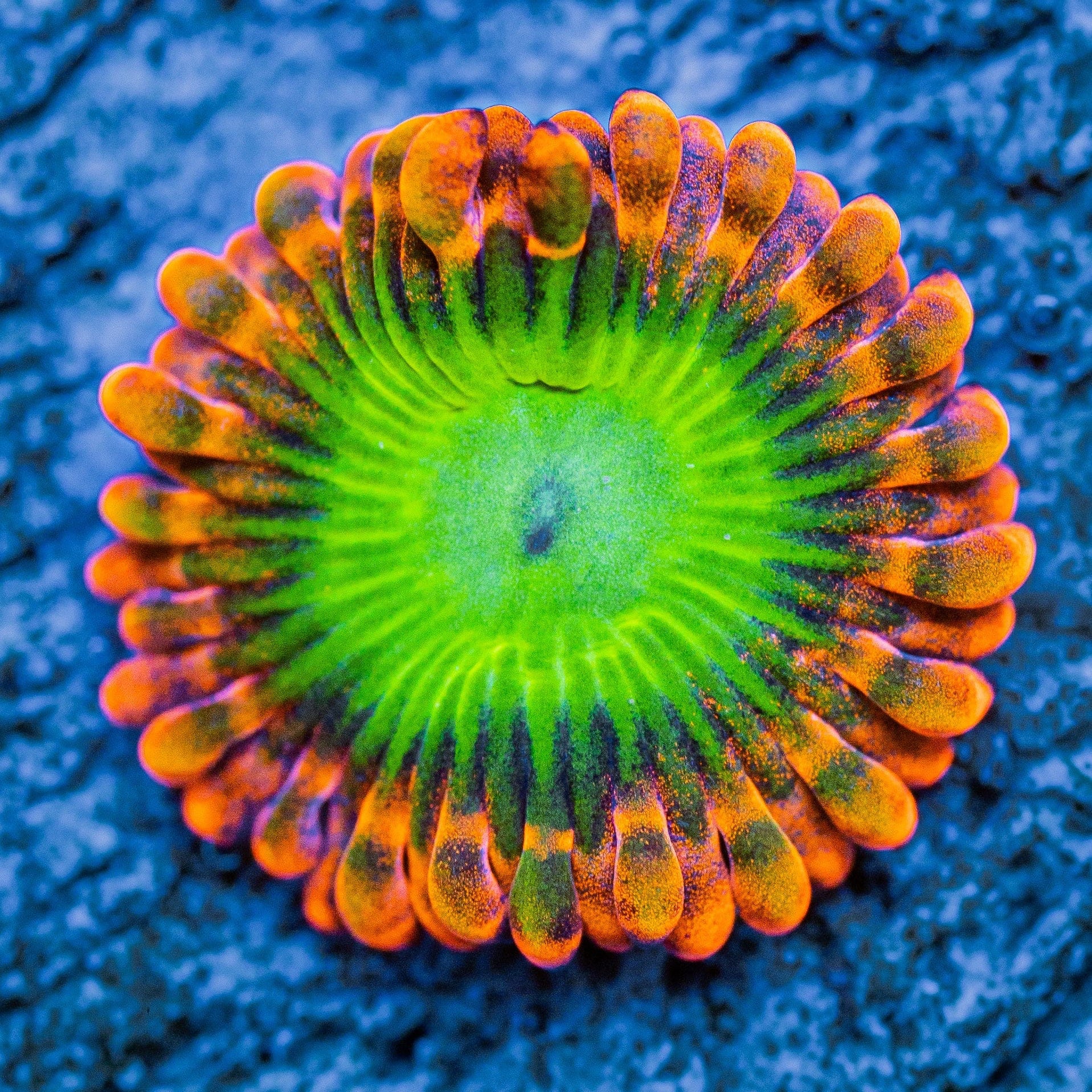 Electric Oompa Loompa Zoanthids Coral Frag | Aquacultured Zoa for Sale