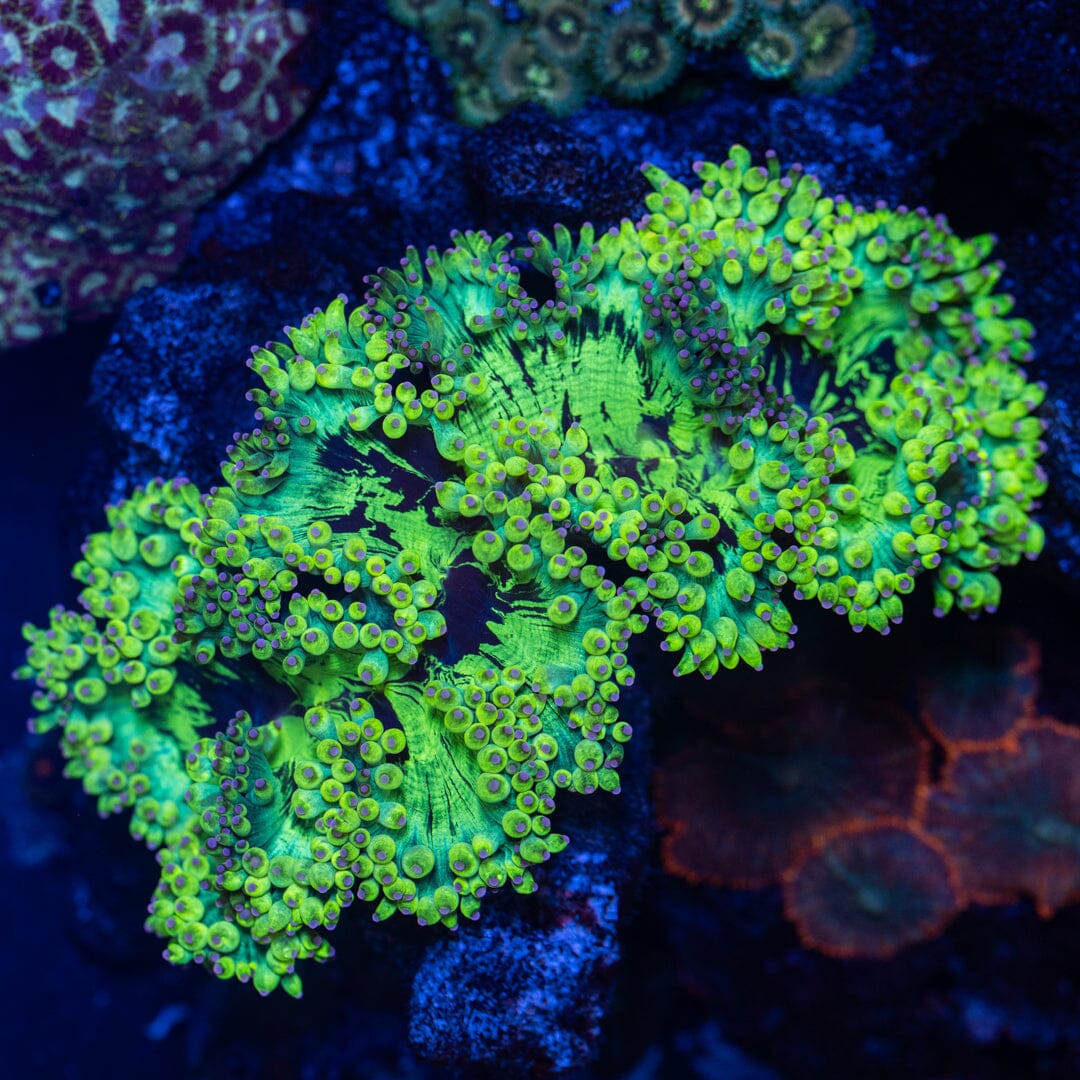 Elegance Coral 1C - WYSIWYG Reef Lounge Coral