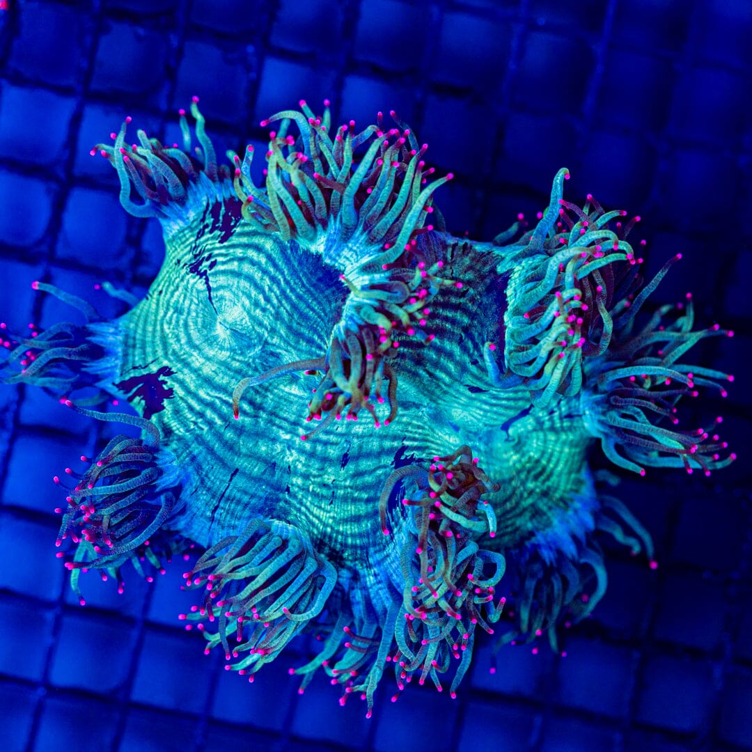Elegance Coral - WYSIWYG Colony Reef Lounge Norco