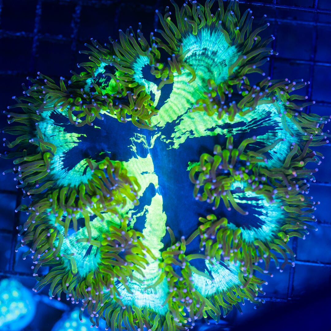 Elegance Frag - WYSIWYG Colony Reef Lounge Norco