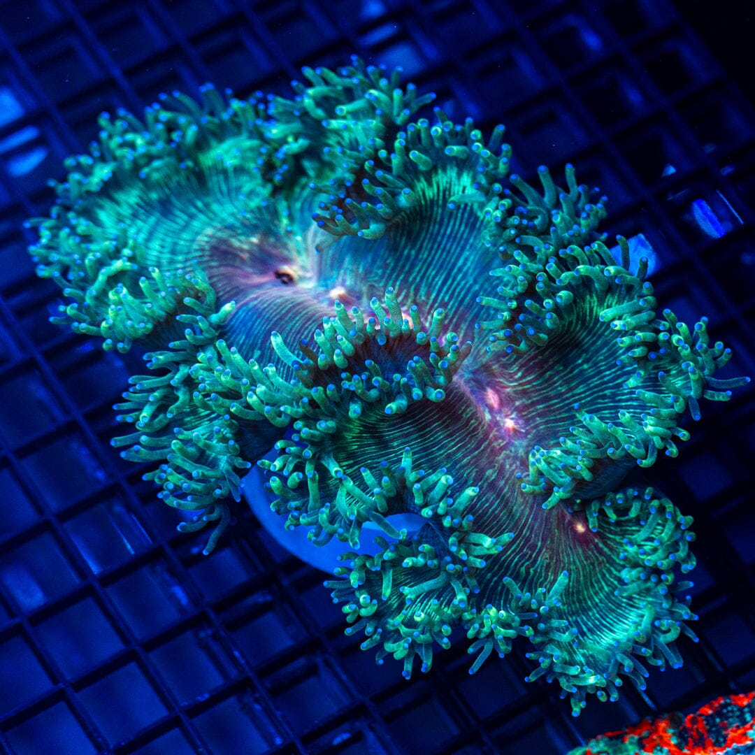Elegance - WYSIWYG Colony Reef Lounge Norco