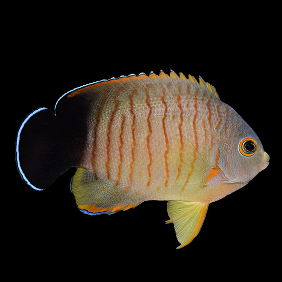 Elibi Angelfish Fish Reef Lounge USA