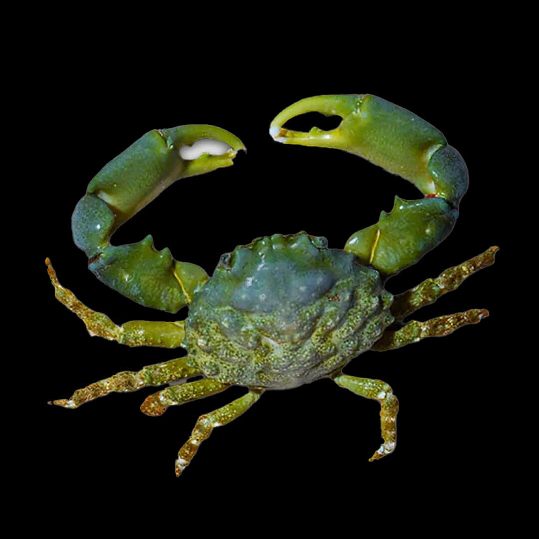 Emerald Crab Reef Lounge USA