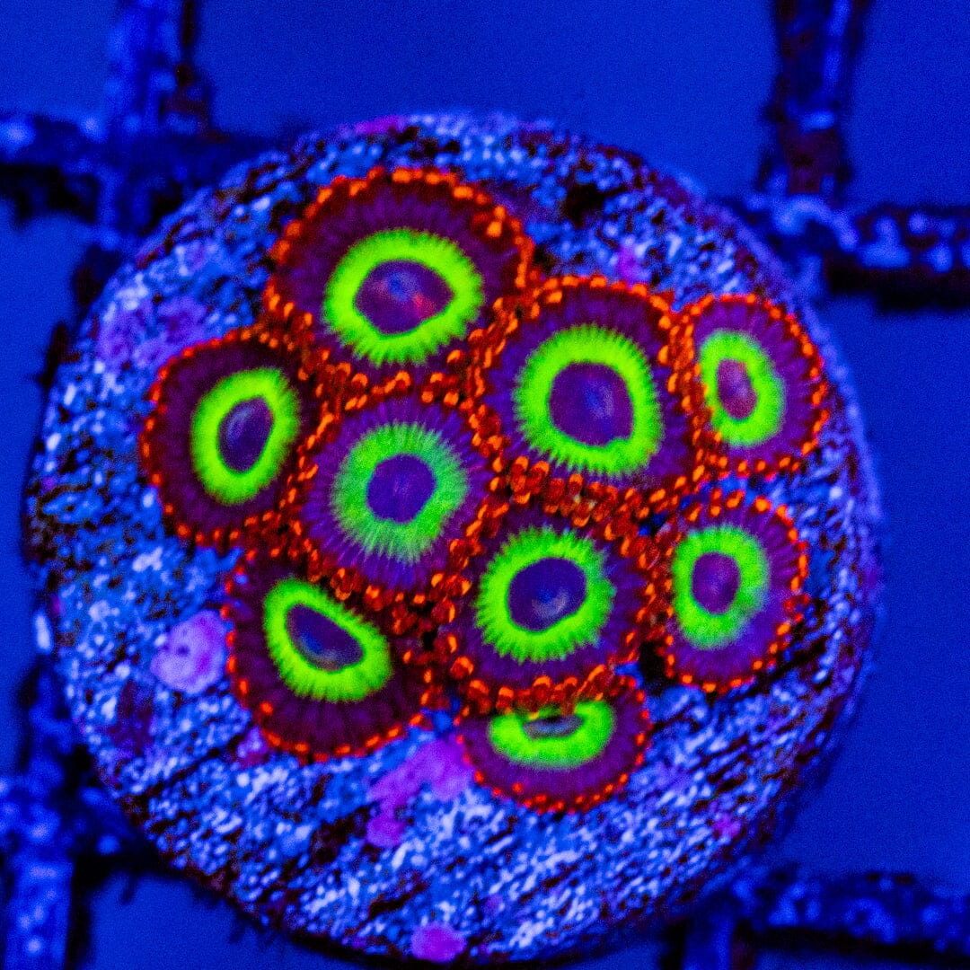 Emerald on Fire Zoa Overgrown Plug - WYSIWYG Reef Lounge Norco