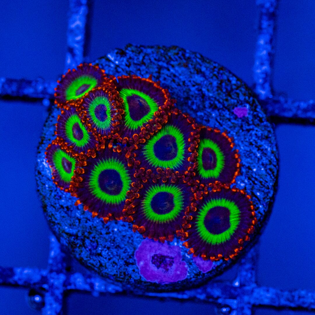 Emeralds on Fire Mini Colony - WYSIWYG Zoa Reef Lounge USA
