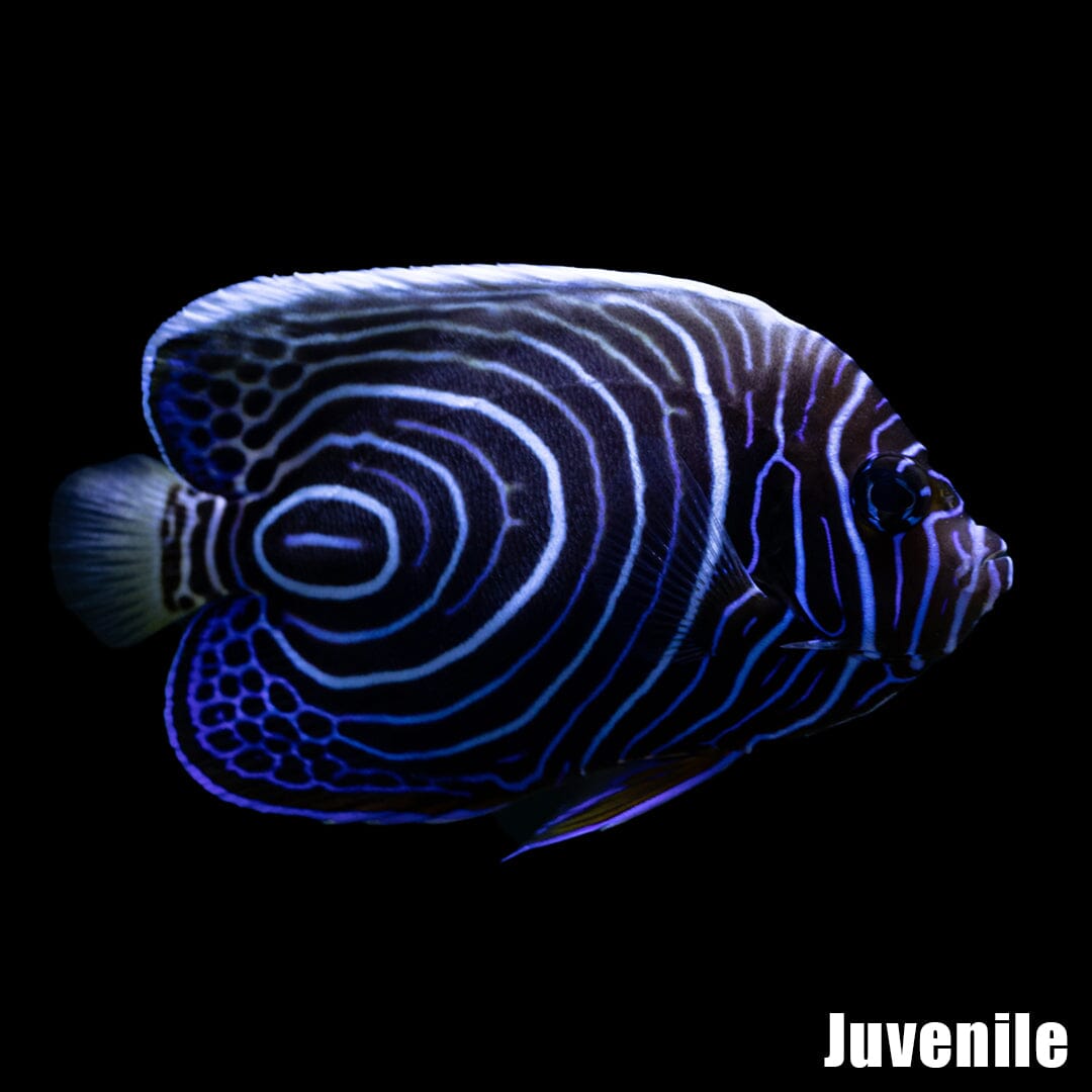 Emperor Angelfish Fish Reef Lounge USA