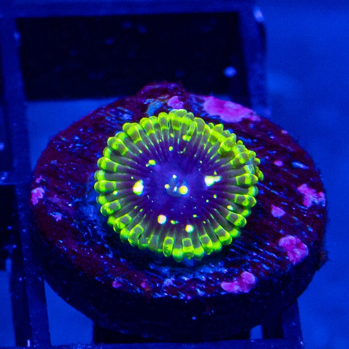 Exosphere Zoanthids Soft Coral Reef Lounge USA