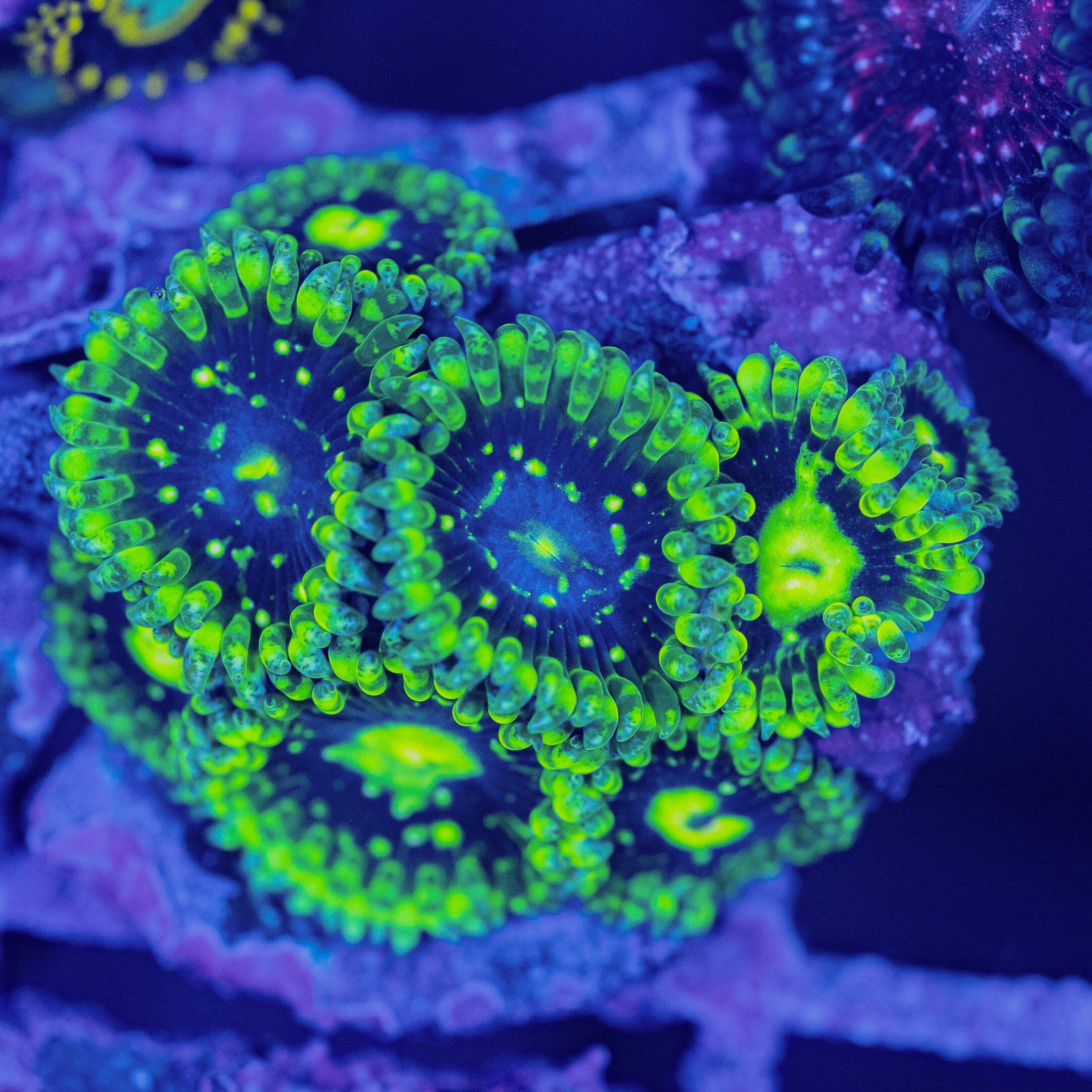 Exosphere Zoanthids Soft Coral Reef Lounge USA