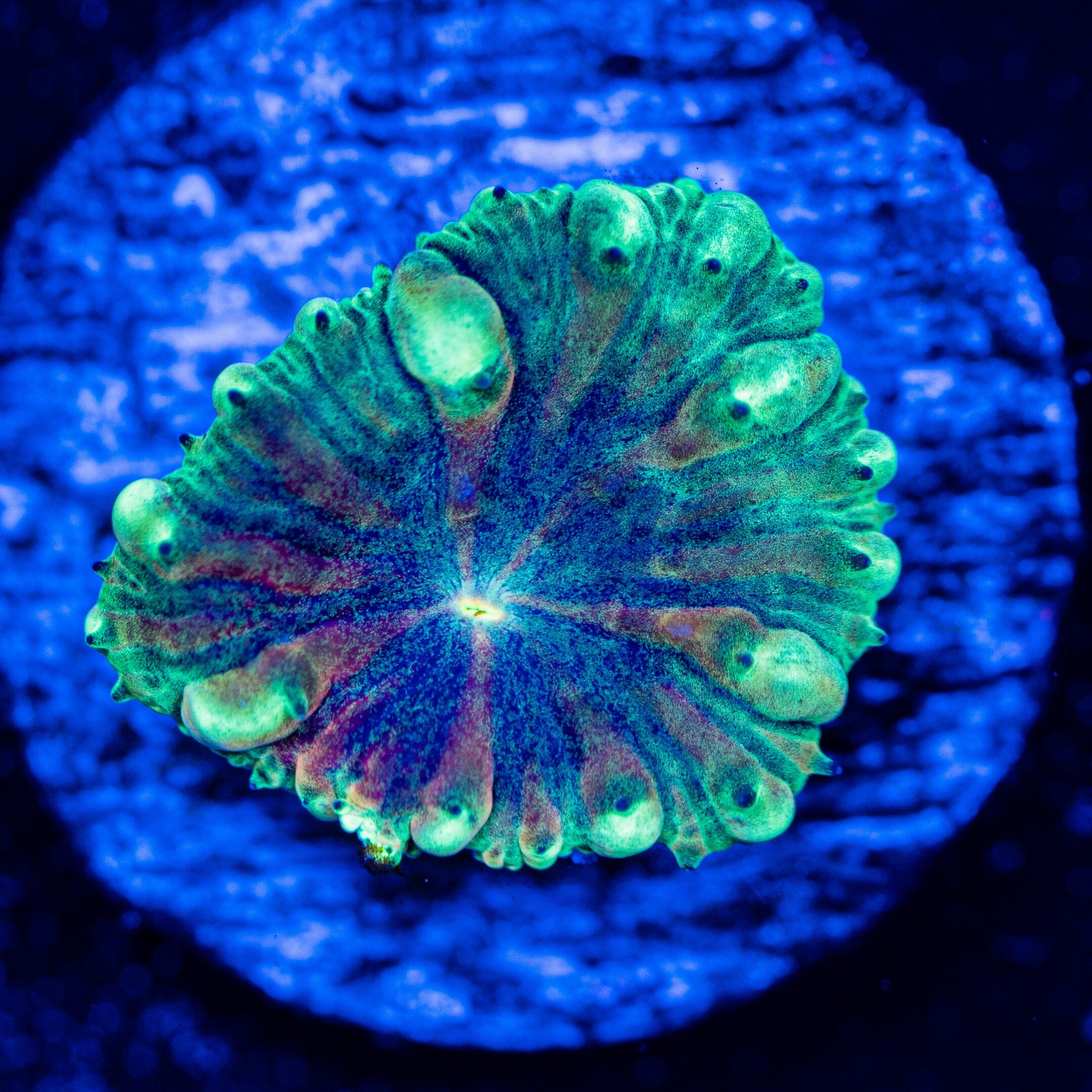 Exotic Blasto - WYSIWYG Frag Reef Lounge Norco