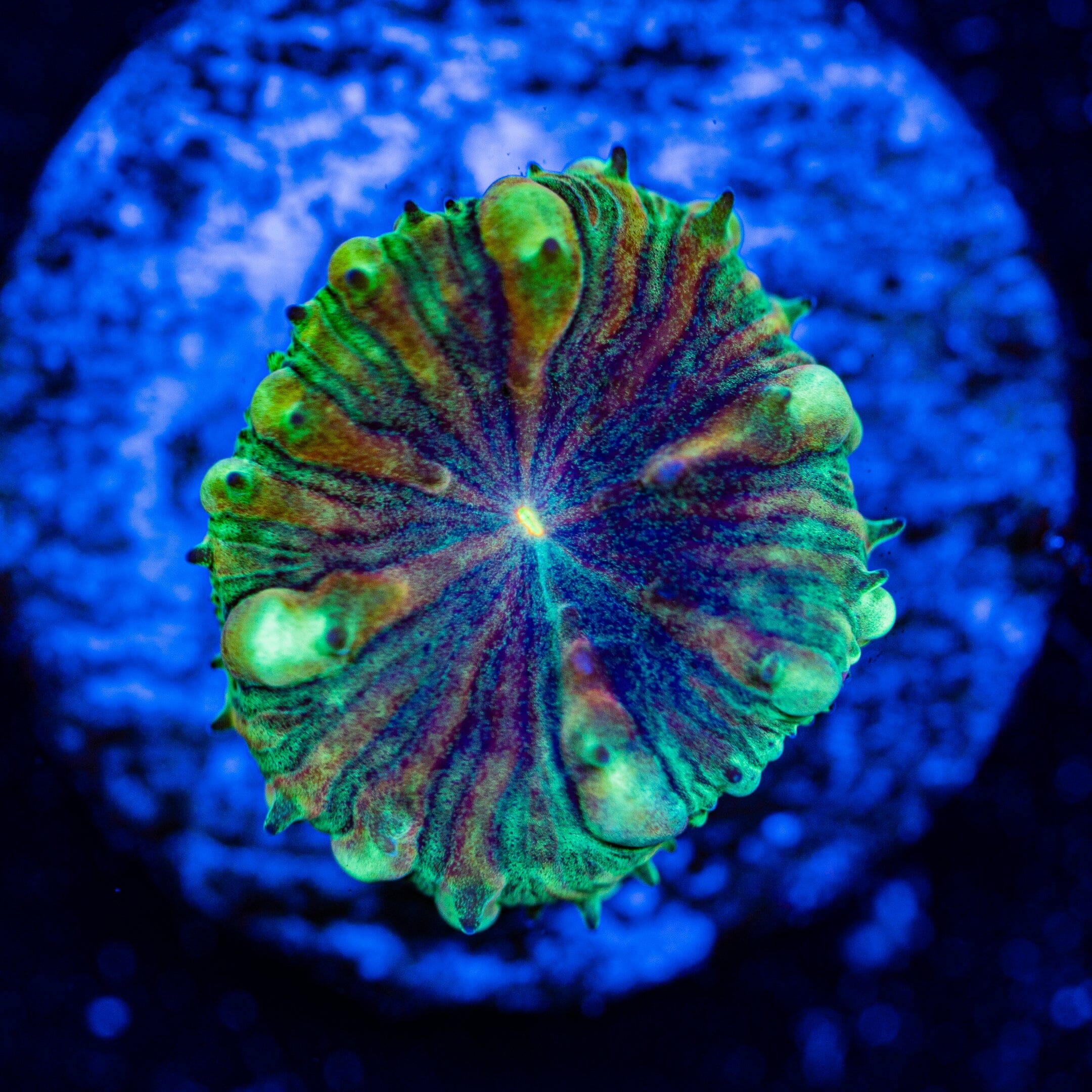 Exotic Blasto - WYSIWYG Frag Reef Lounge Norco