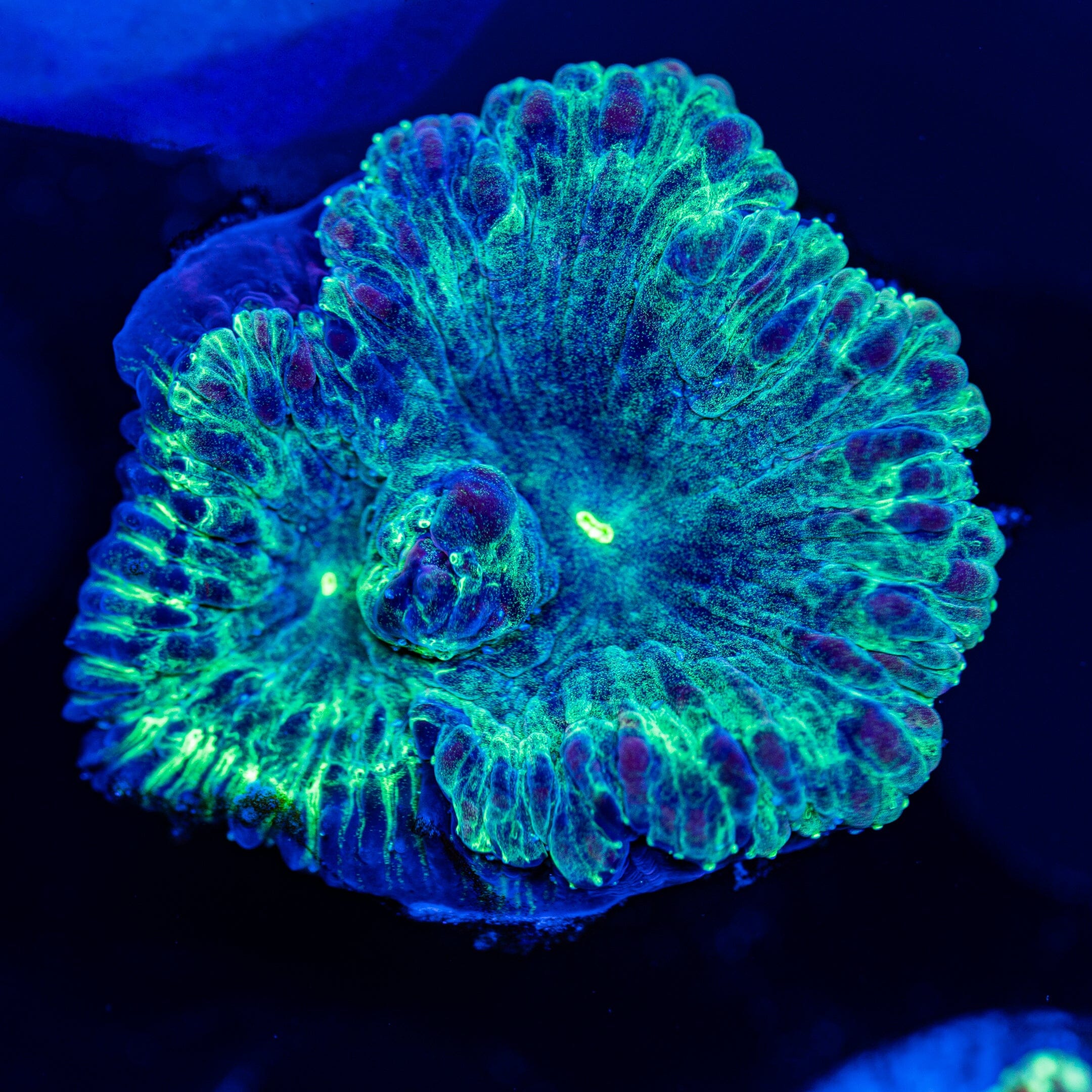 Exotic Blasto - WYSIWYG Frag Reef Lounge Norco