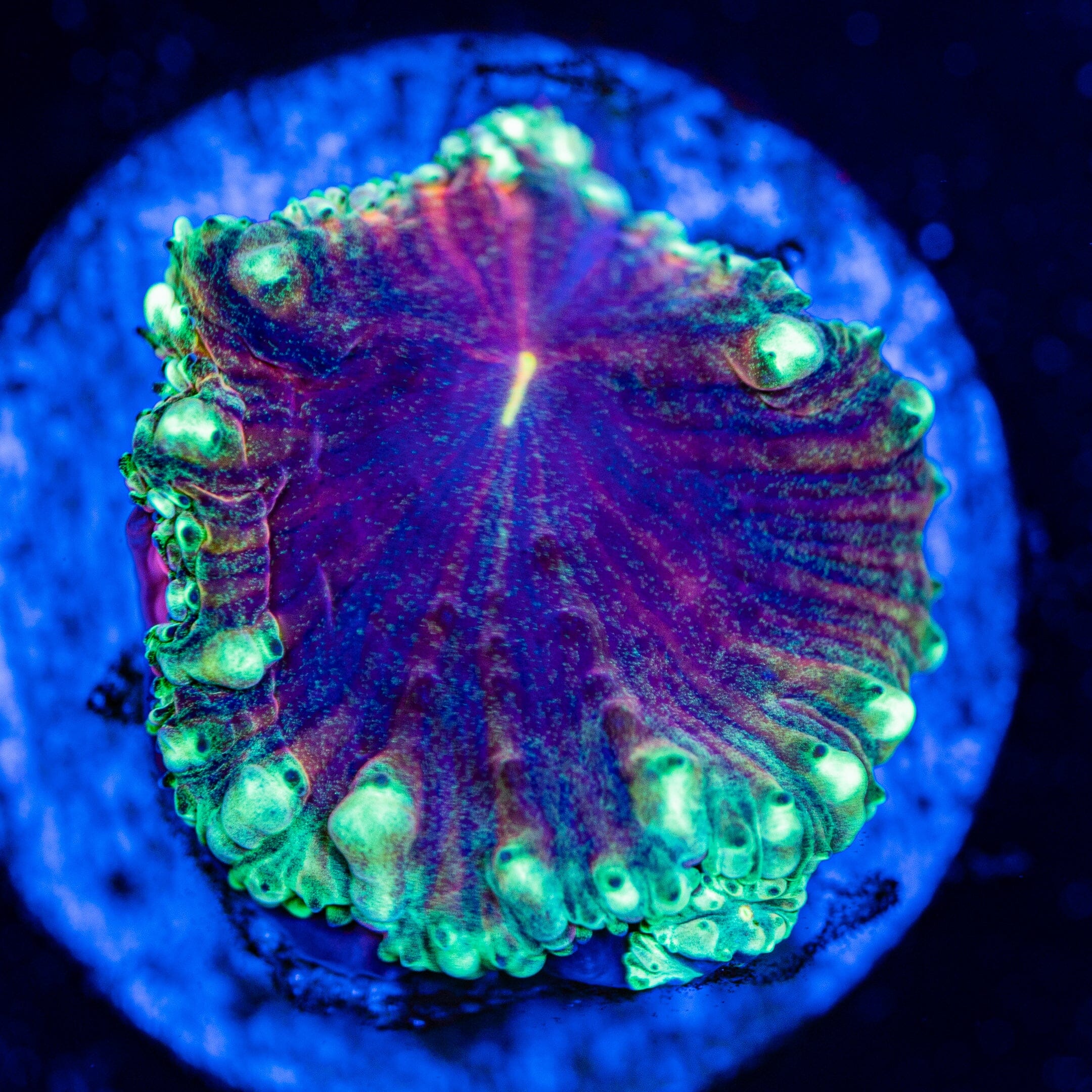 Exotic Blasto - WYSIWYG Frag Reef Lounge Norco