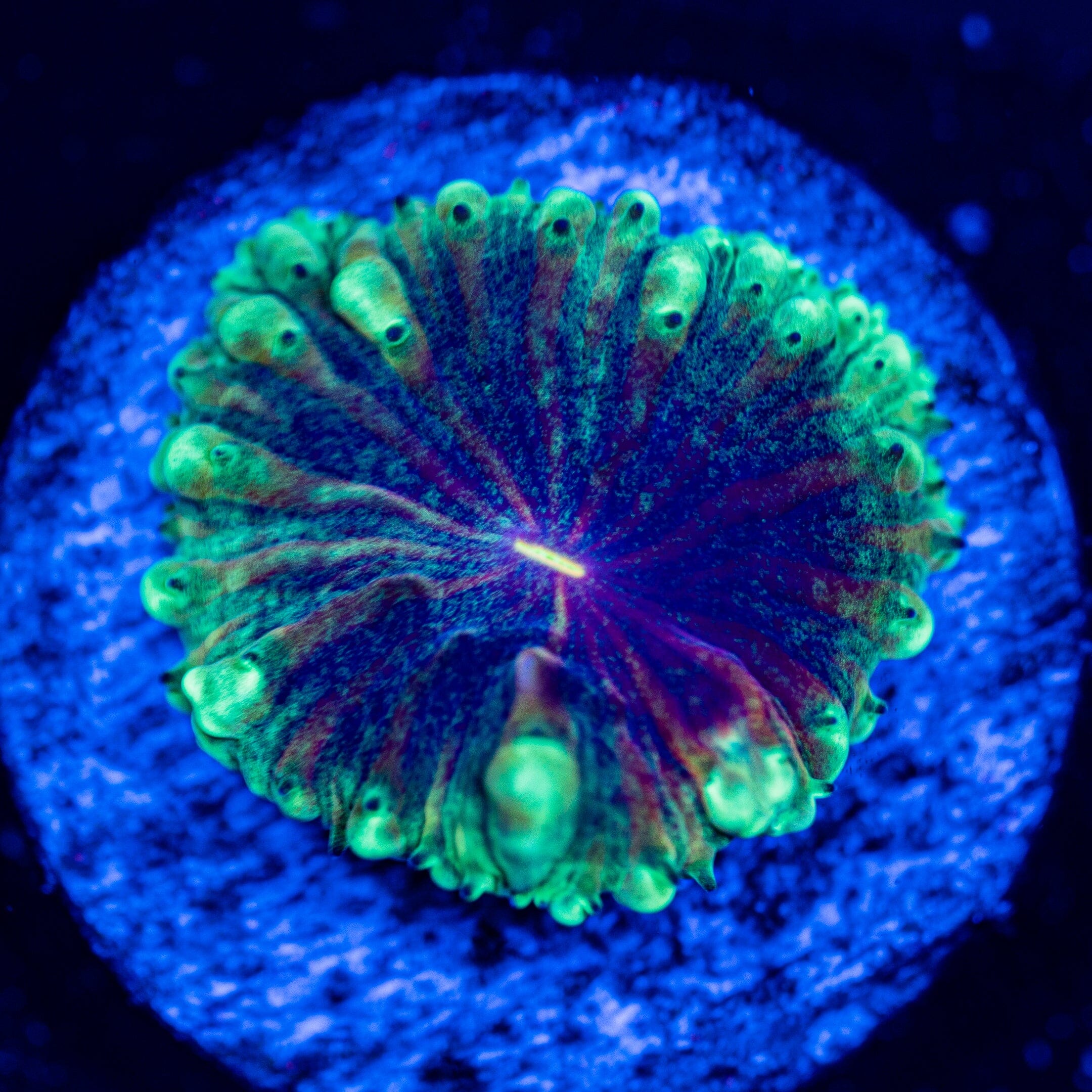 Exotic Blasto - WYSIWYG Frag Reef Lounge Norco