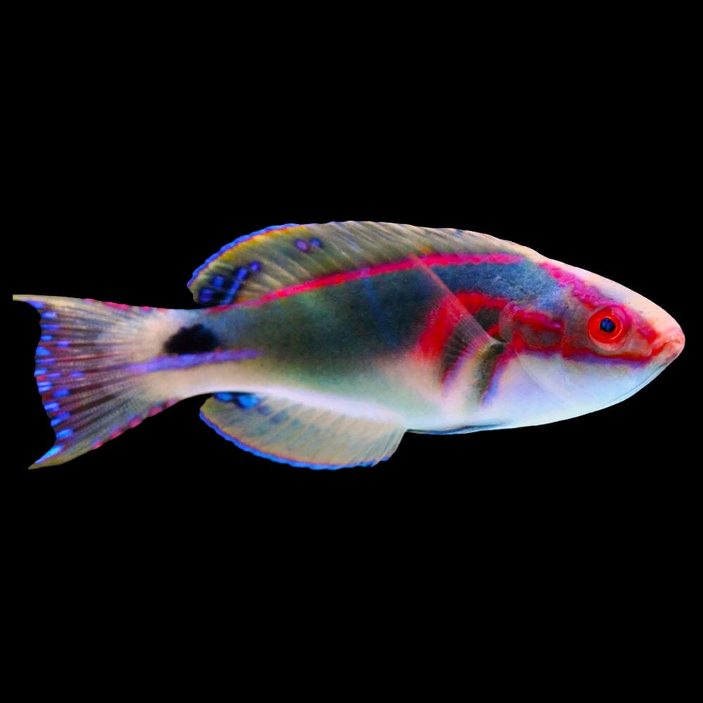 Exquisite Fairy Wrasse - African Fish Reef Lounge USA
