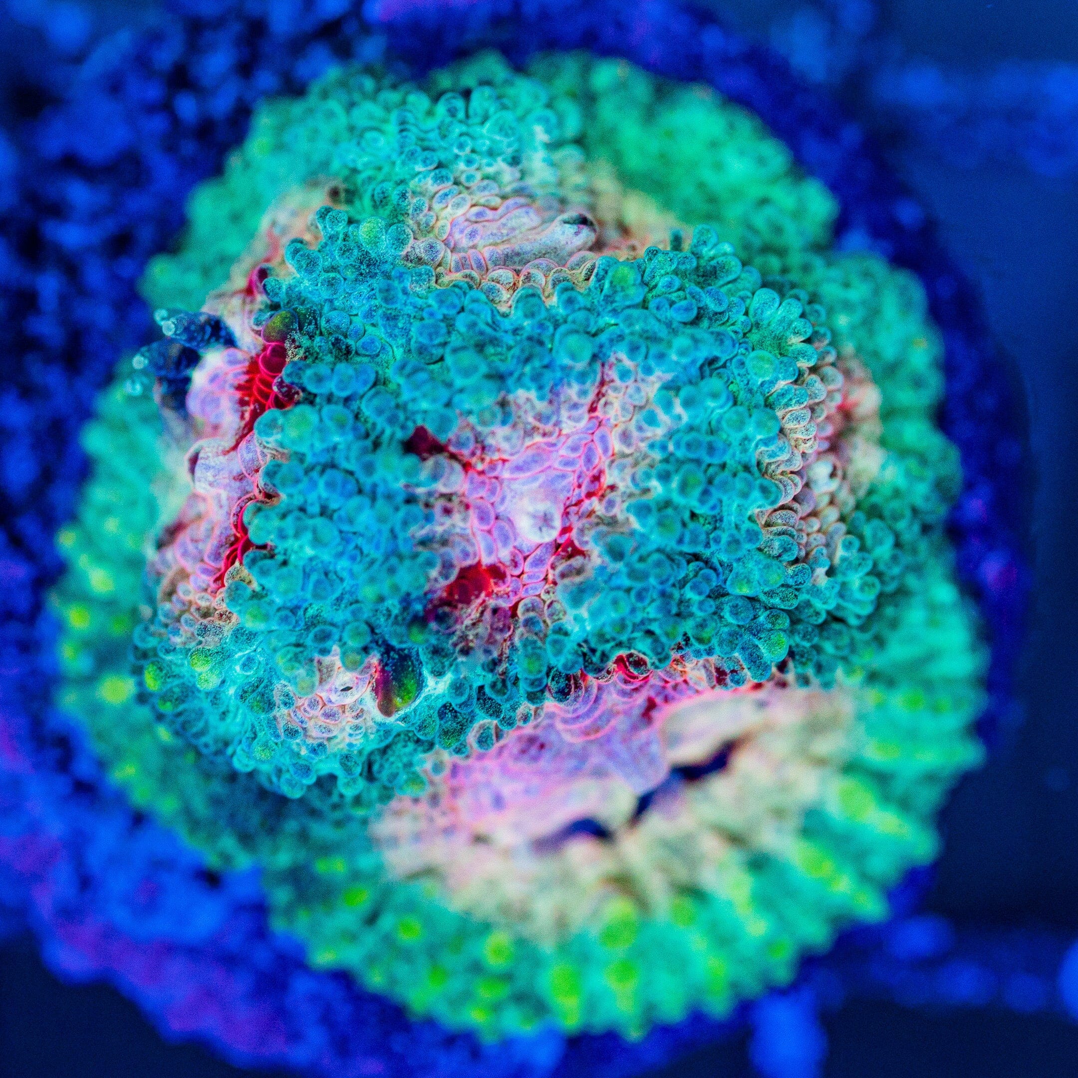 Fabio Favia LPS Coral Reef Lounge USA