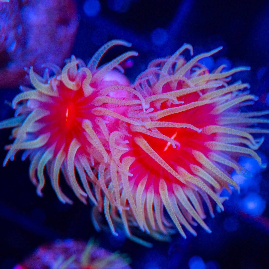 Fat Head Dendro 1C - WYSIWYG Reef Lounge Norco