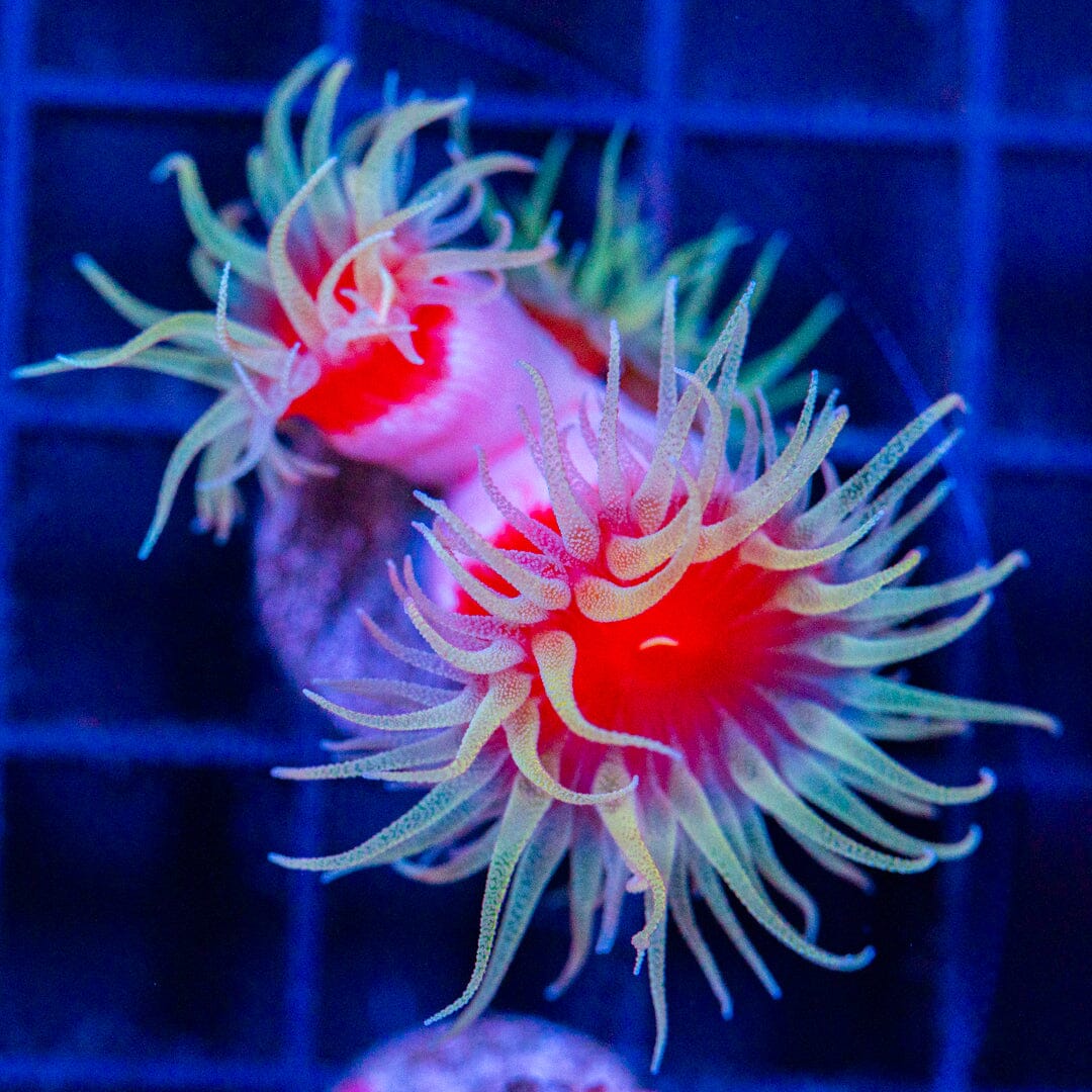 Fat Head Dendro 1D - WYSIWYG Reef Lounge Norco