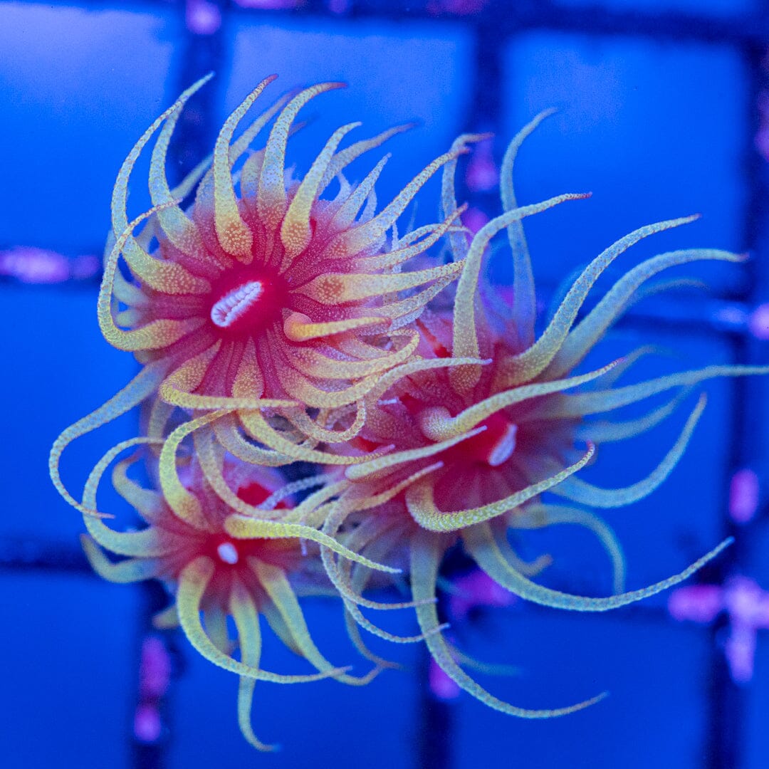 Fat Head Dendro (3 Heads) 1D - WYSIWYG Reef Lounge Norco