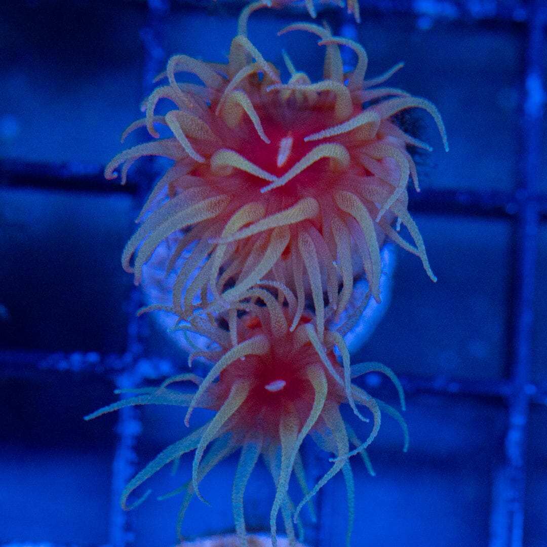 Fat Head Dendrophyllia 1A - WYSIWYG LPS Coral Reef Lounge USA