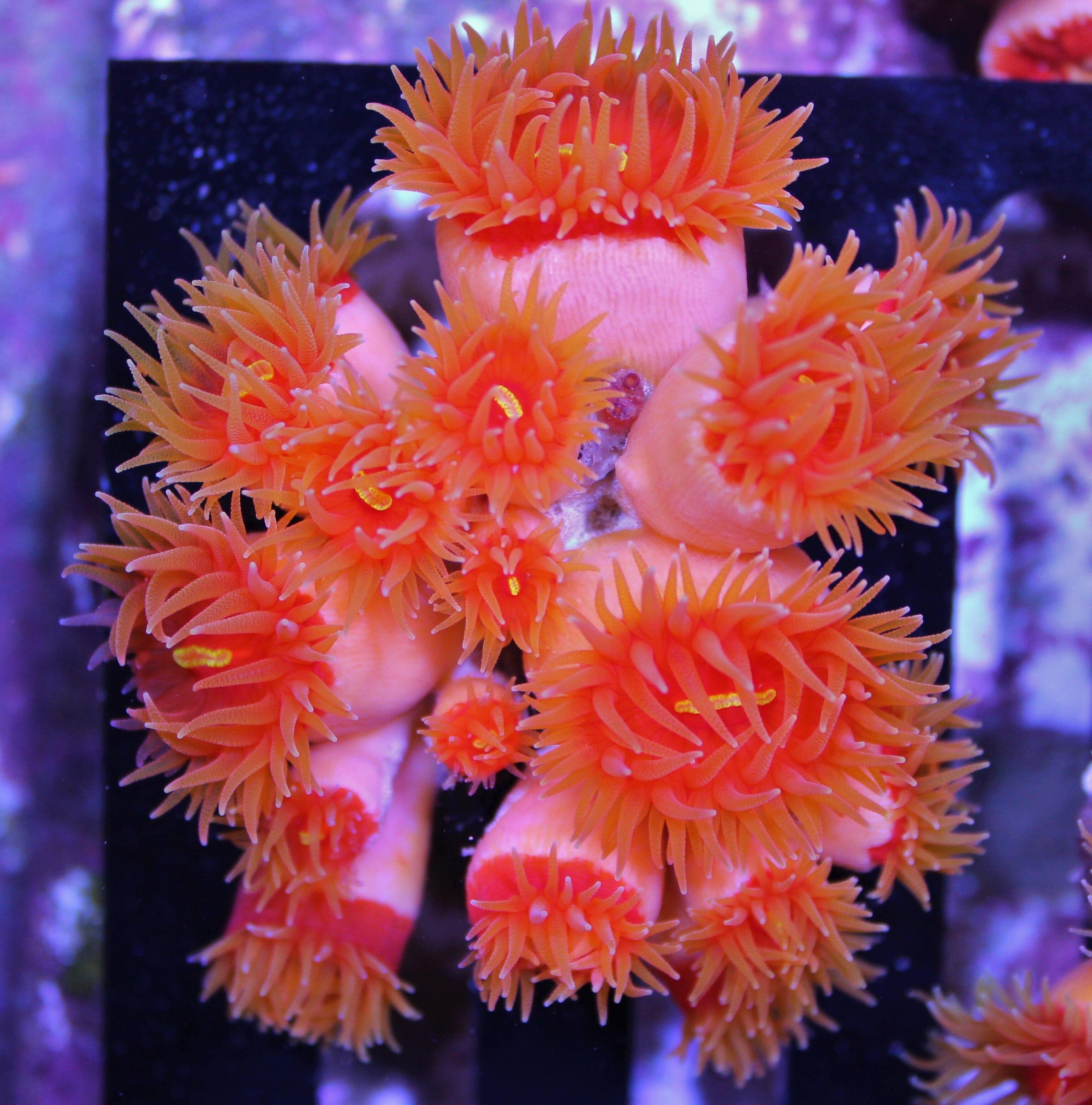 Fat Head Dendrophyllia Zoa Reef Lounge USA