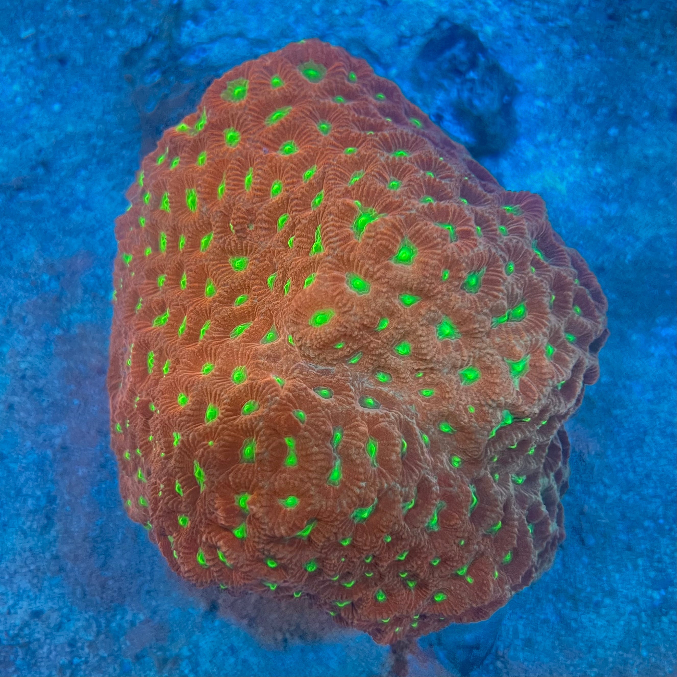 Favia Coral - WYSIWYG Colony Reef Lounge Coral 