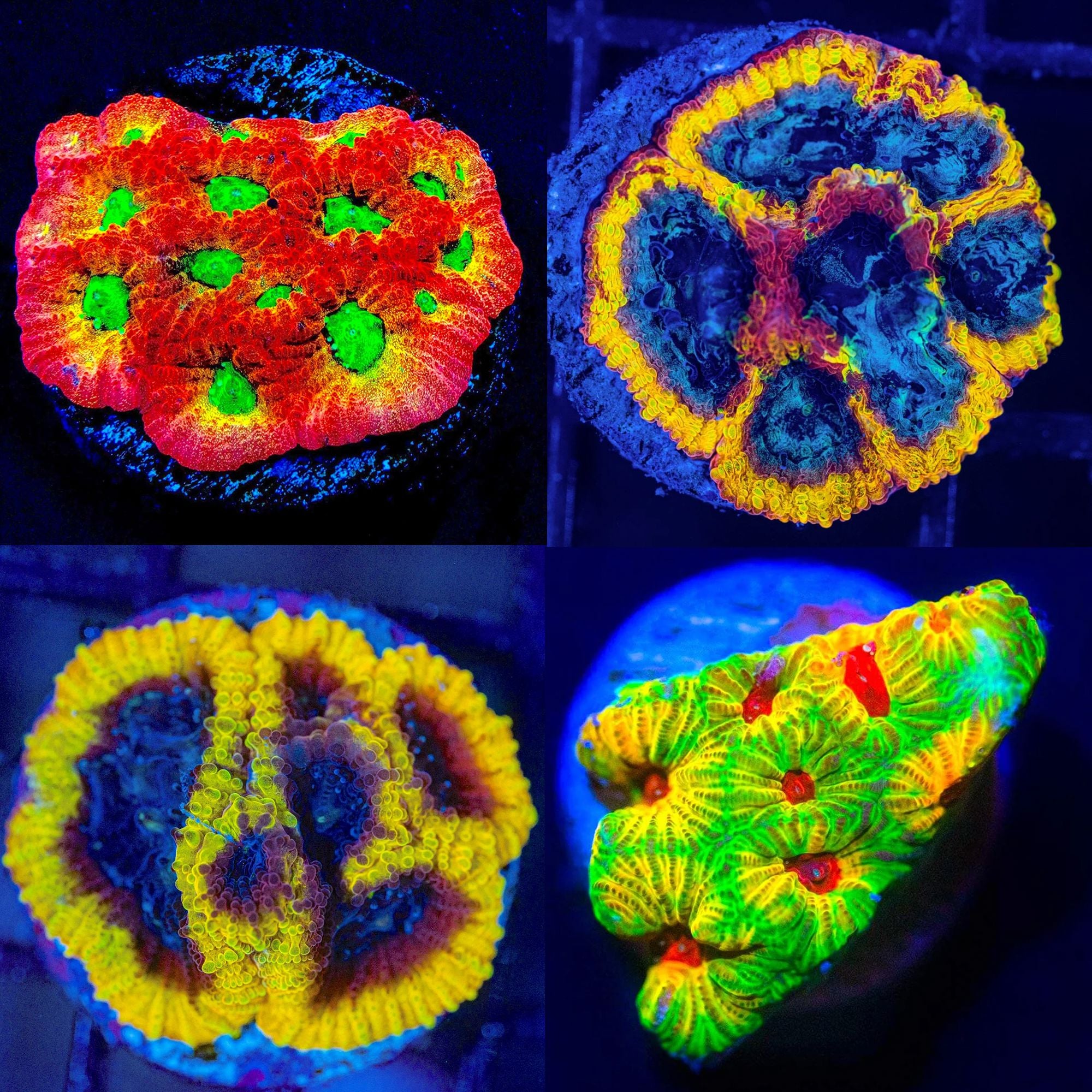 Favia Pack #1 - Frag Pack Reef Lounge Norco