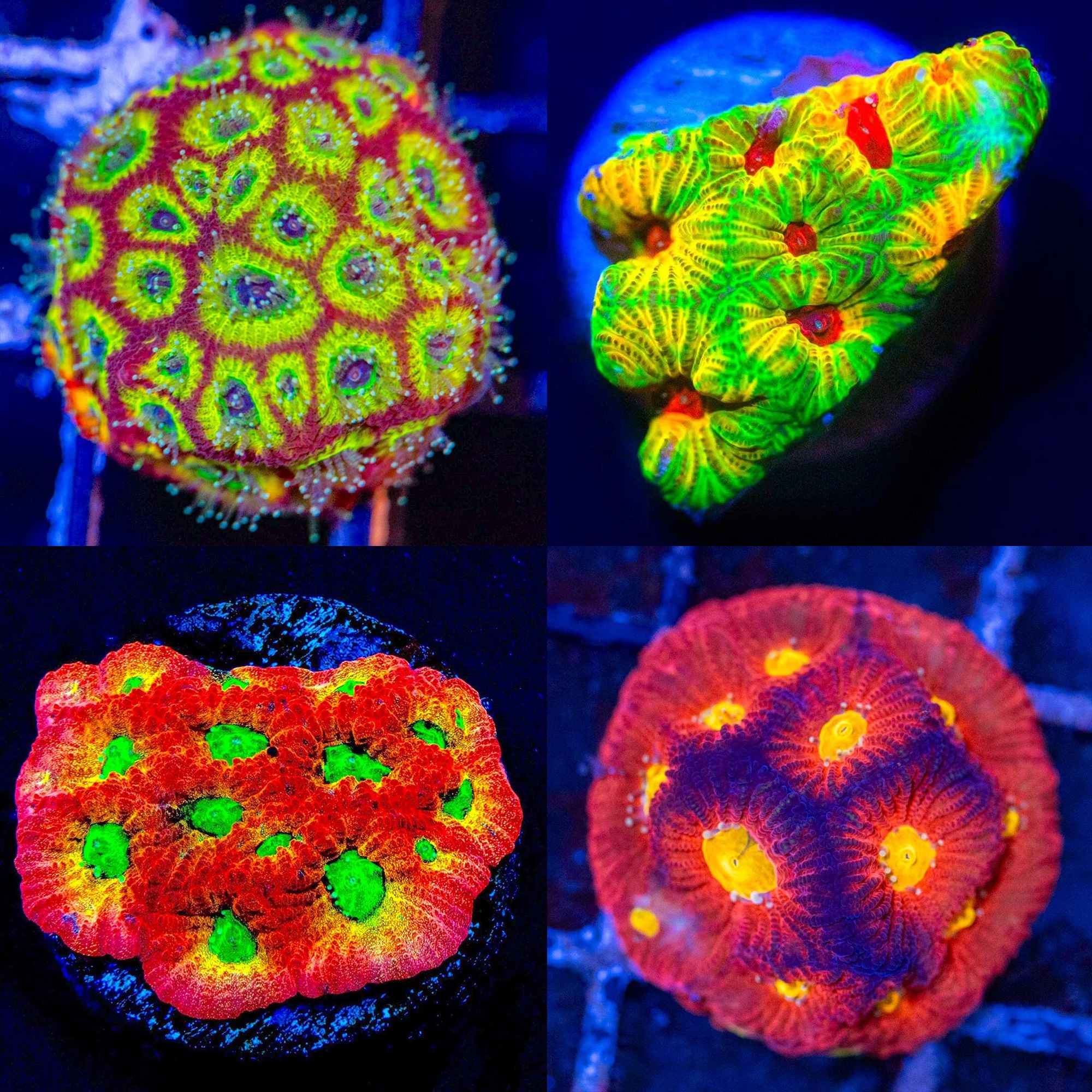 Favia Pack #2 - Frag Pack Reef Lounge Norco