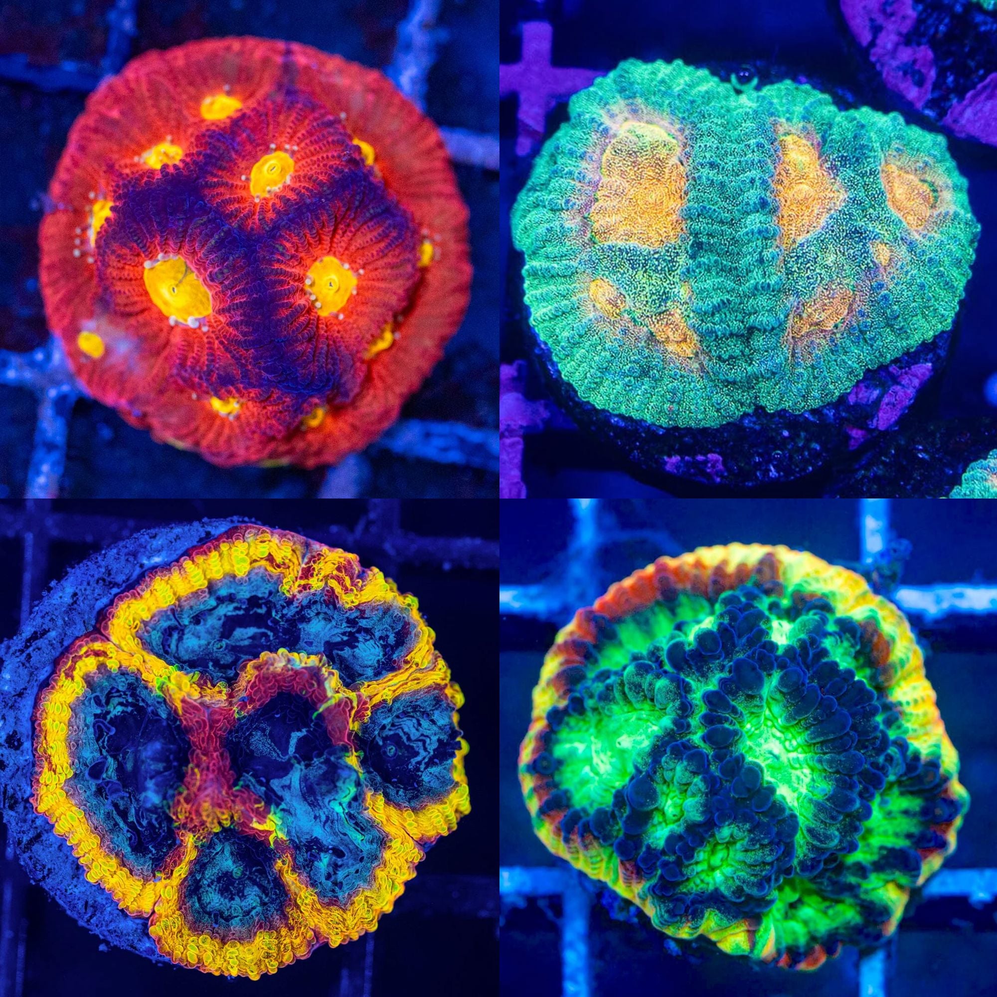 Favia Pack #3 - Frag Pack Reef Lounge Norco