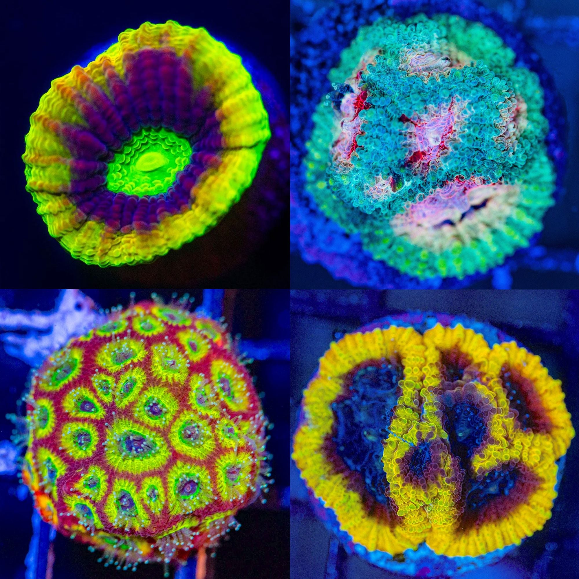 Favia Pack #4 - Frag Pack Reef Lounge Norco
