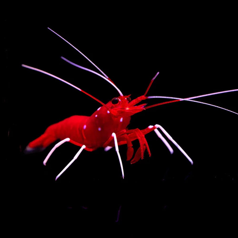 Fire Shrimp Invertebrate Reef Lounge USA