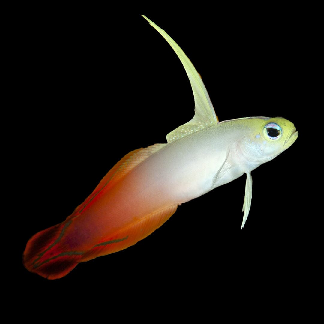 Firefish Fish Reef Lounge USA