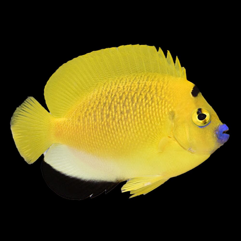 Flagfin Angelfish Fish Reef Lounge USA