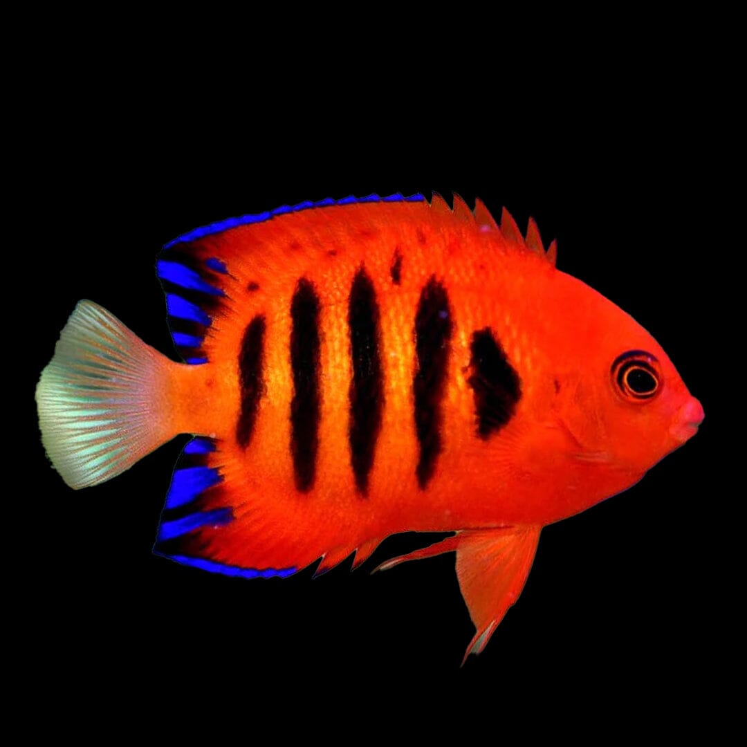 Flame Angelfish Fish Reef Lounge USA