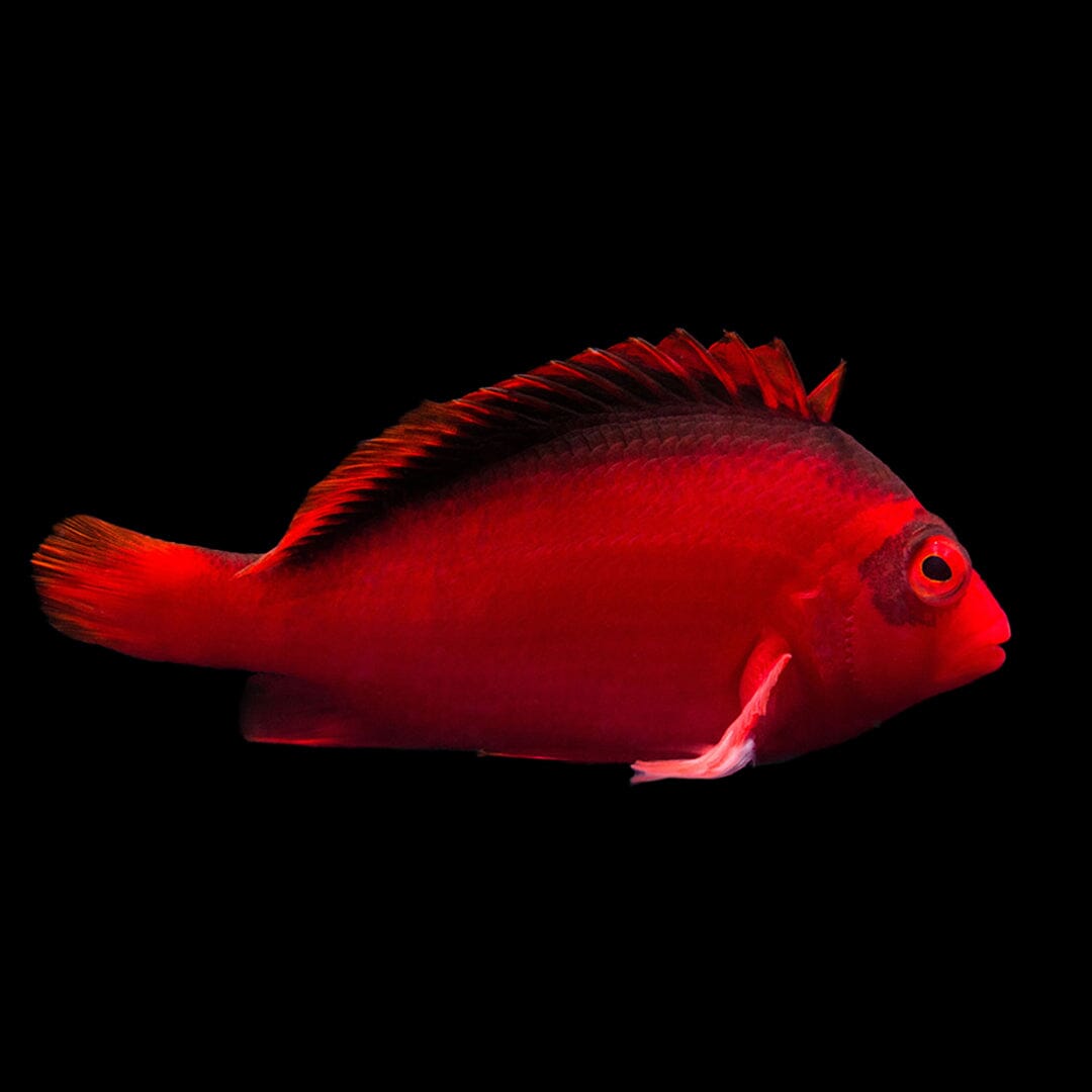 Flame Hawkfish Fish Reef Lounge USA