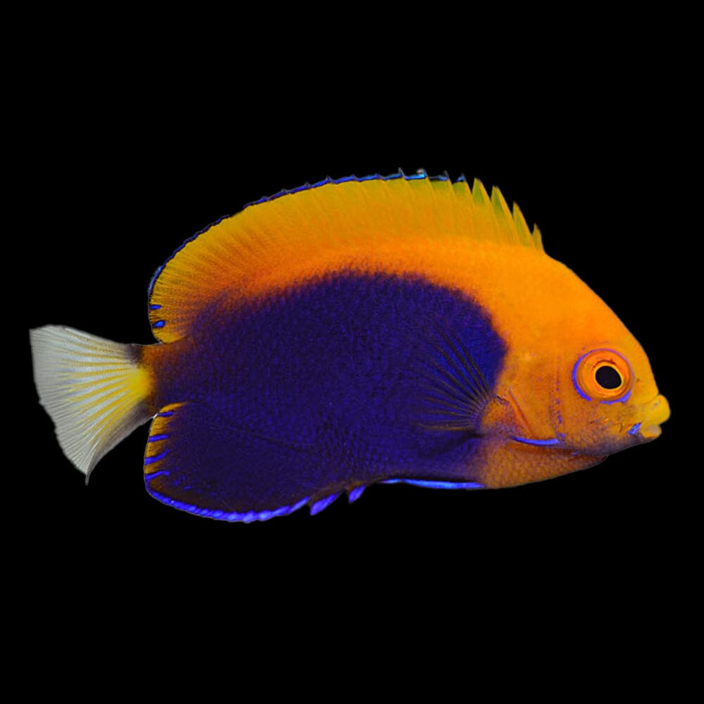 Flameback Angelfish Fish Reef Lounge USA