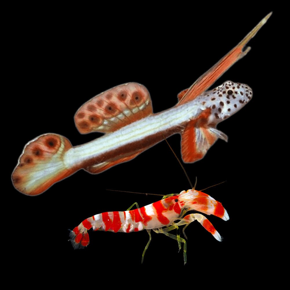 Flaming Prawn Goby + Candy Stripe Pistol Shrimp (PAIR) Fish Reef Lounge USA