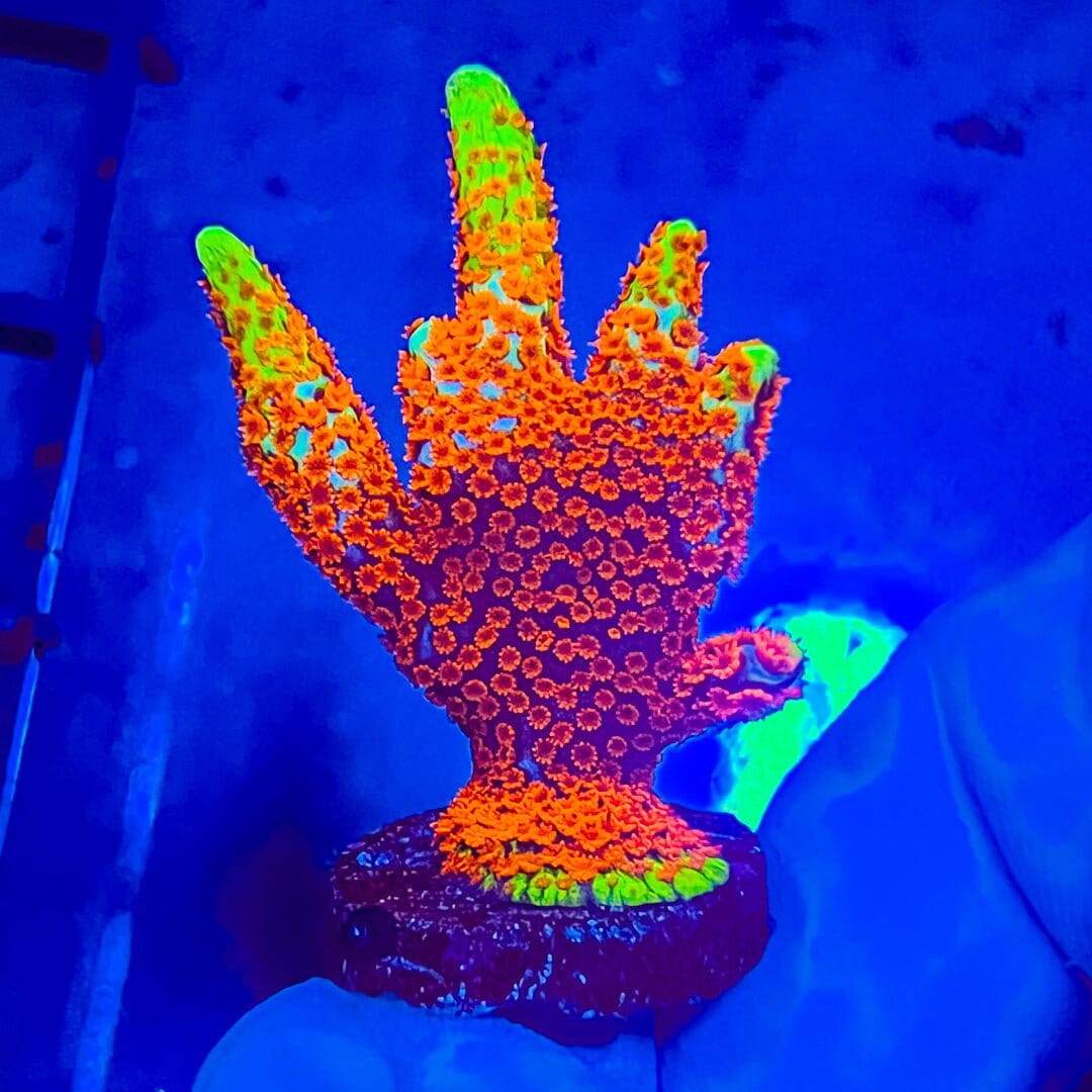 Forest Fire Digitata Mini Colony- WYSIWYG Reef Lounge Coral