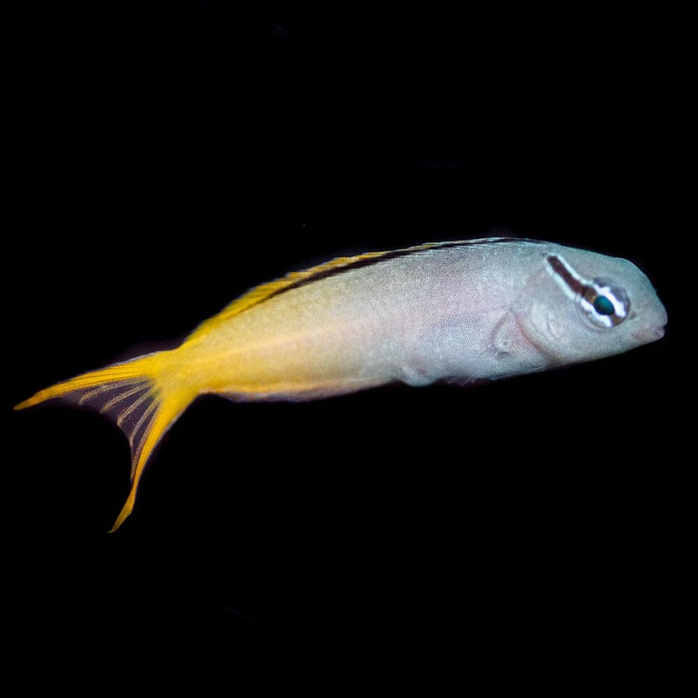 Forktail Blenny Fish Reef Lounge USA