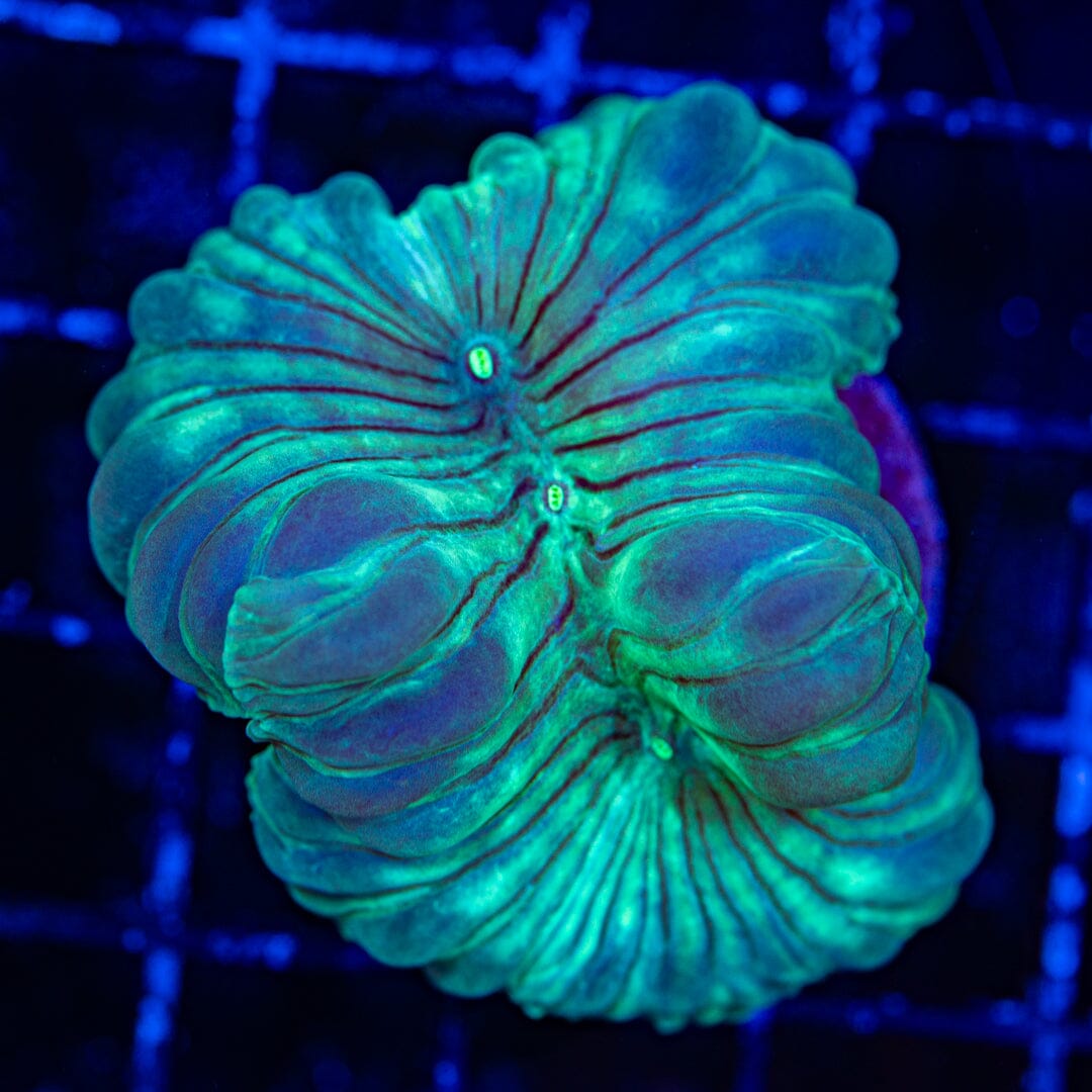 Fox Coral 1A - WYSIWYG Reef Lounge Norco